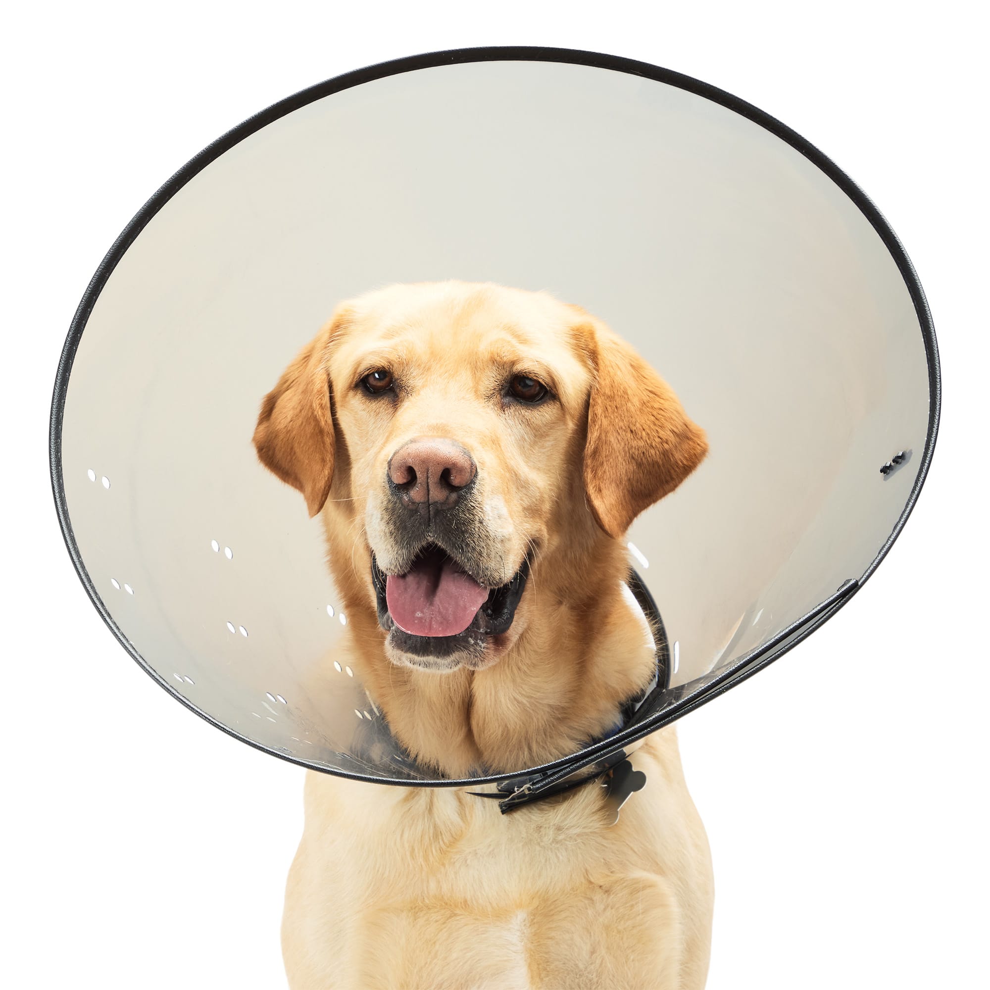 Well Good Recovery Cone Collar X Large 15.25 25 Petco