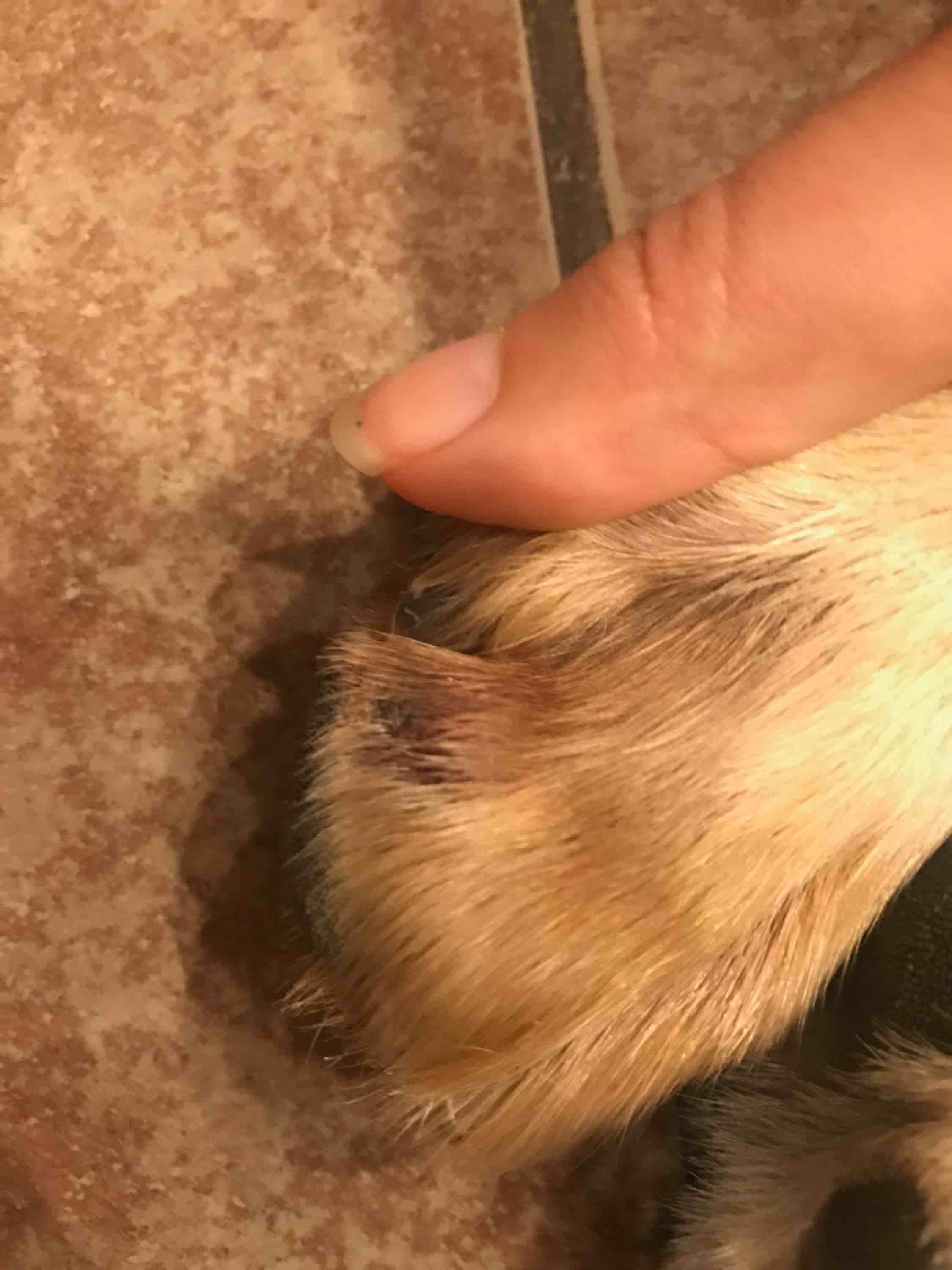 Why is my dog biting paws with black nails, red sores & blood? Petco
