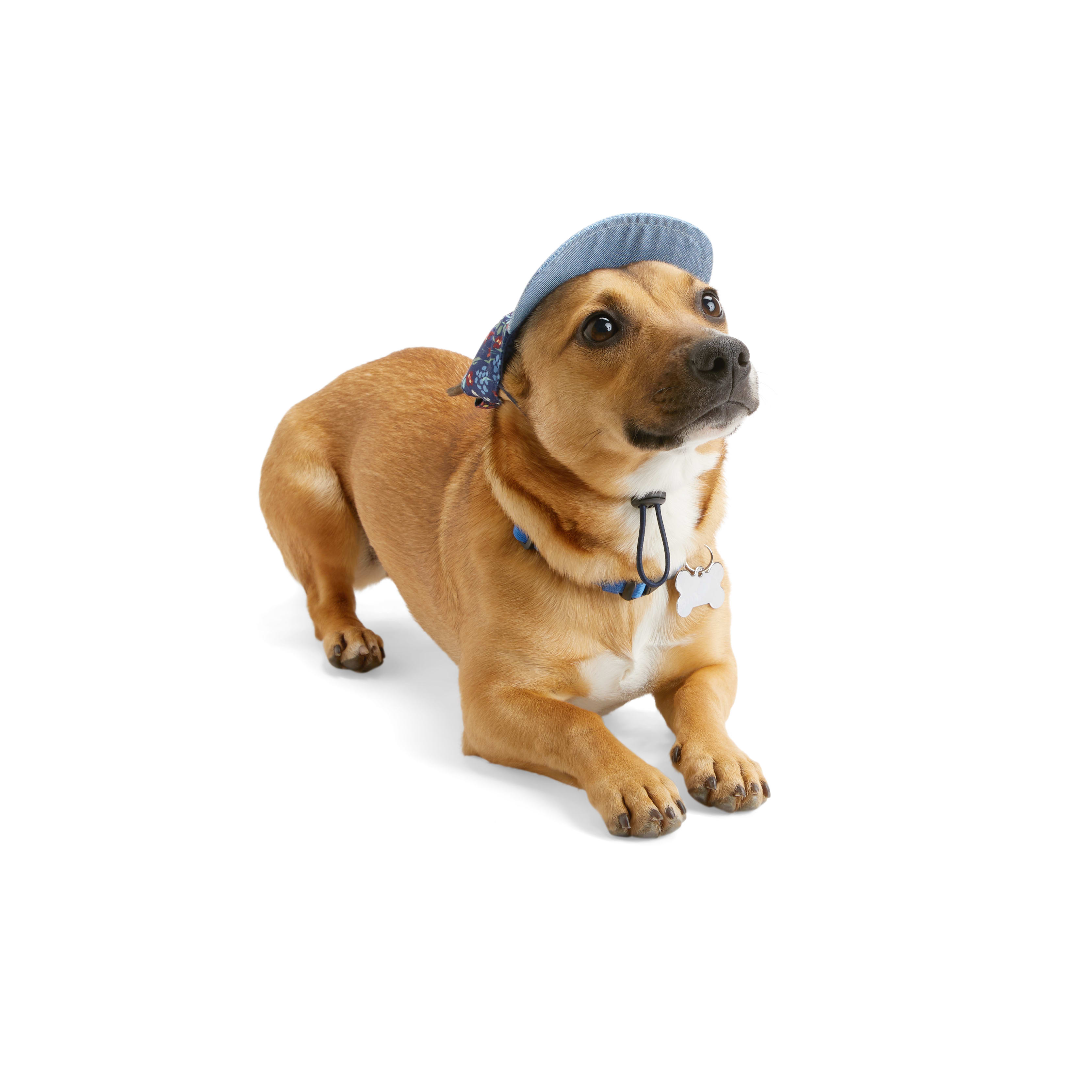 : YOULY Beanie Dog Hat, Large/X-Large : Pet Supplies