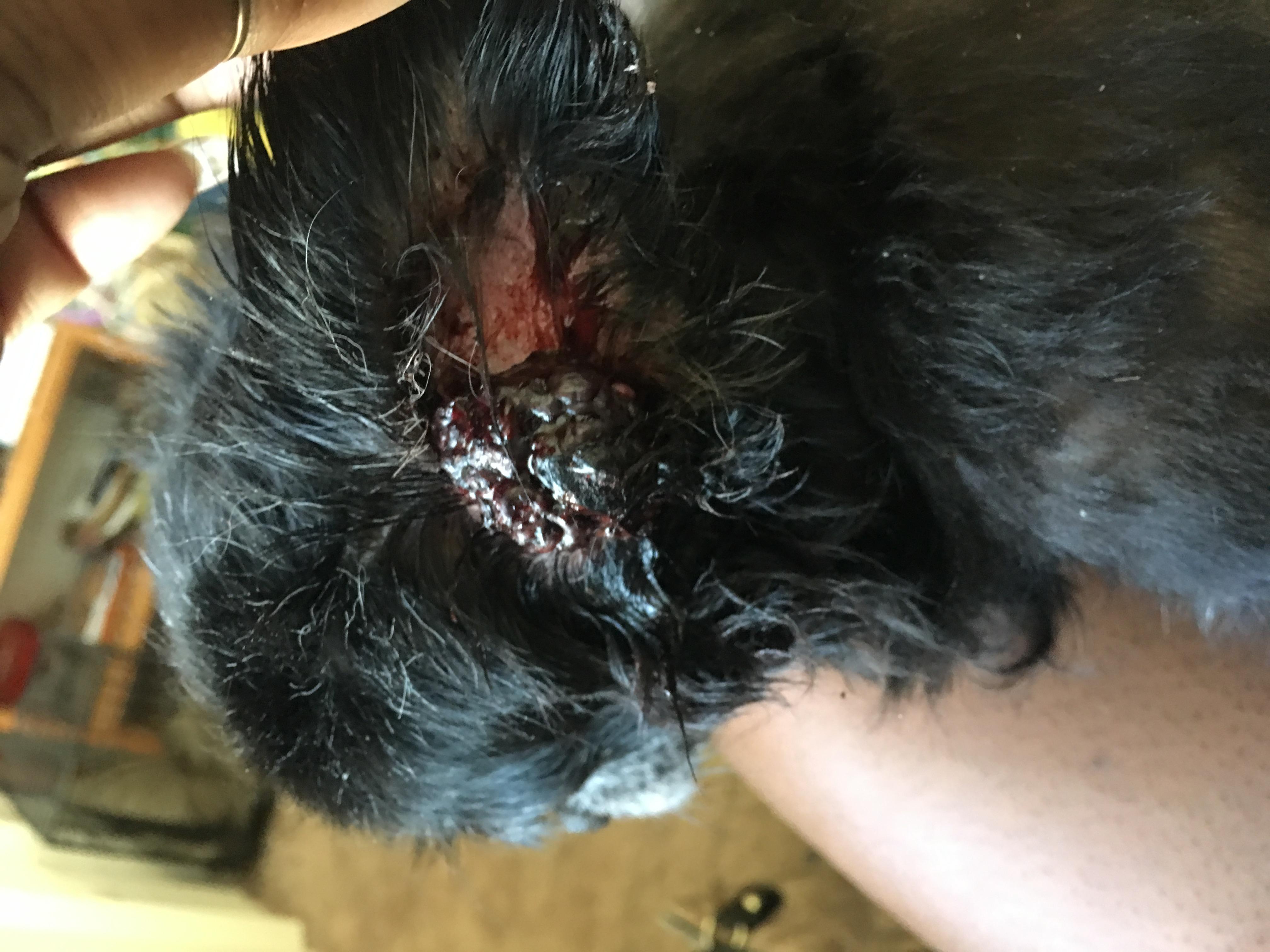 My dog's ear mass fell off: Save it for the vet or freeze? | Petco