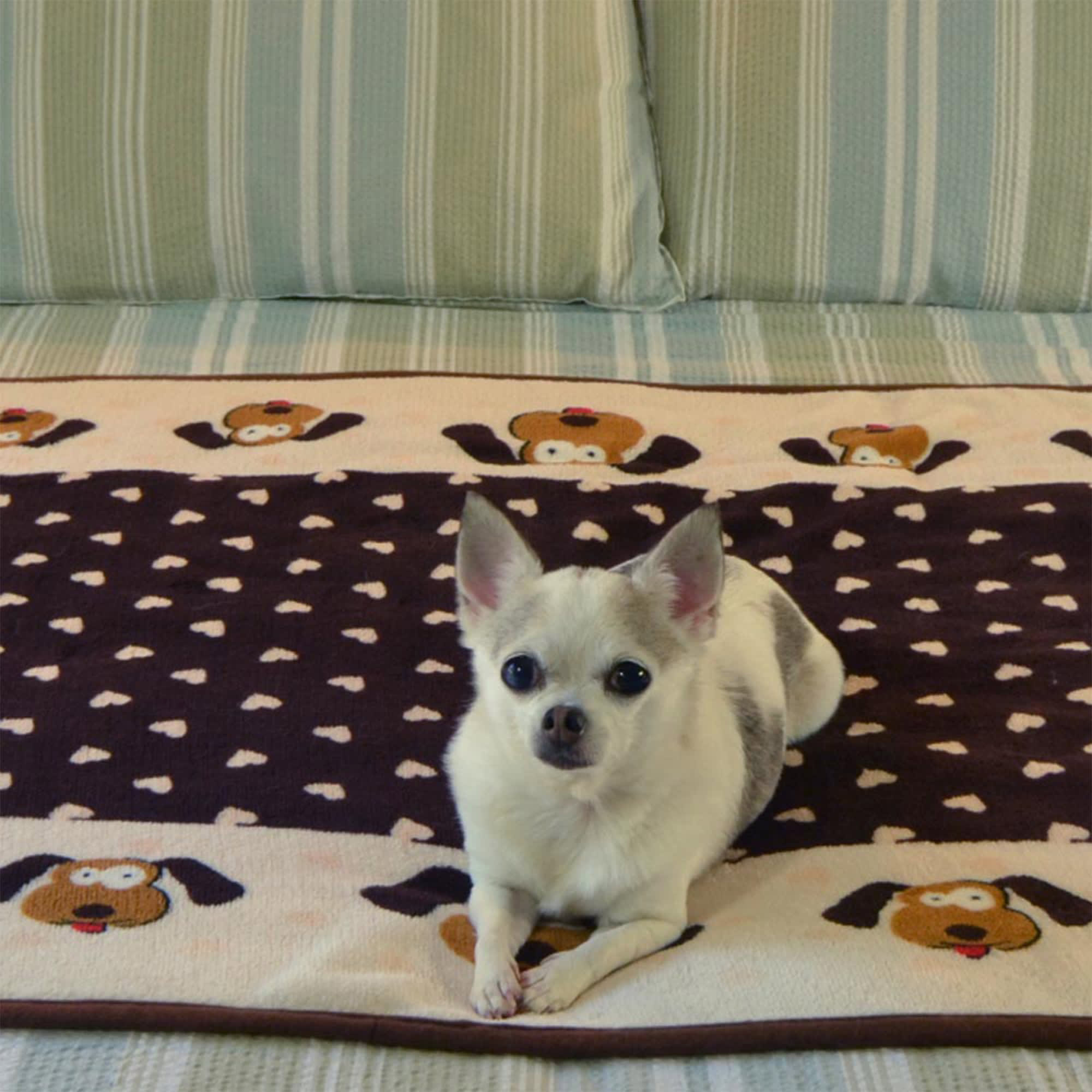 Cuddl duds dog blanket hotsell