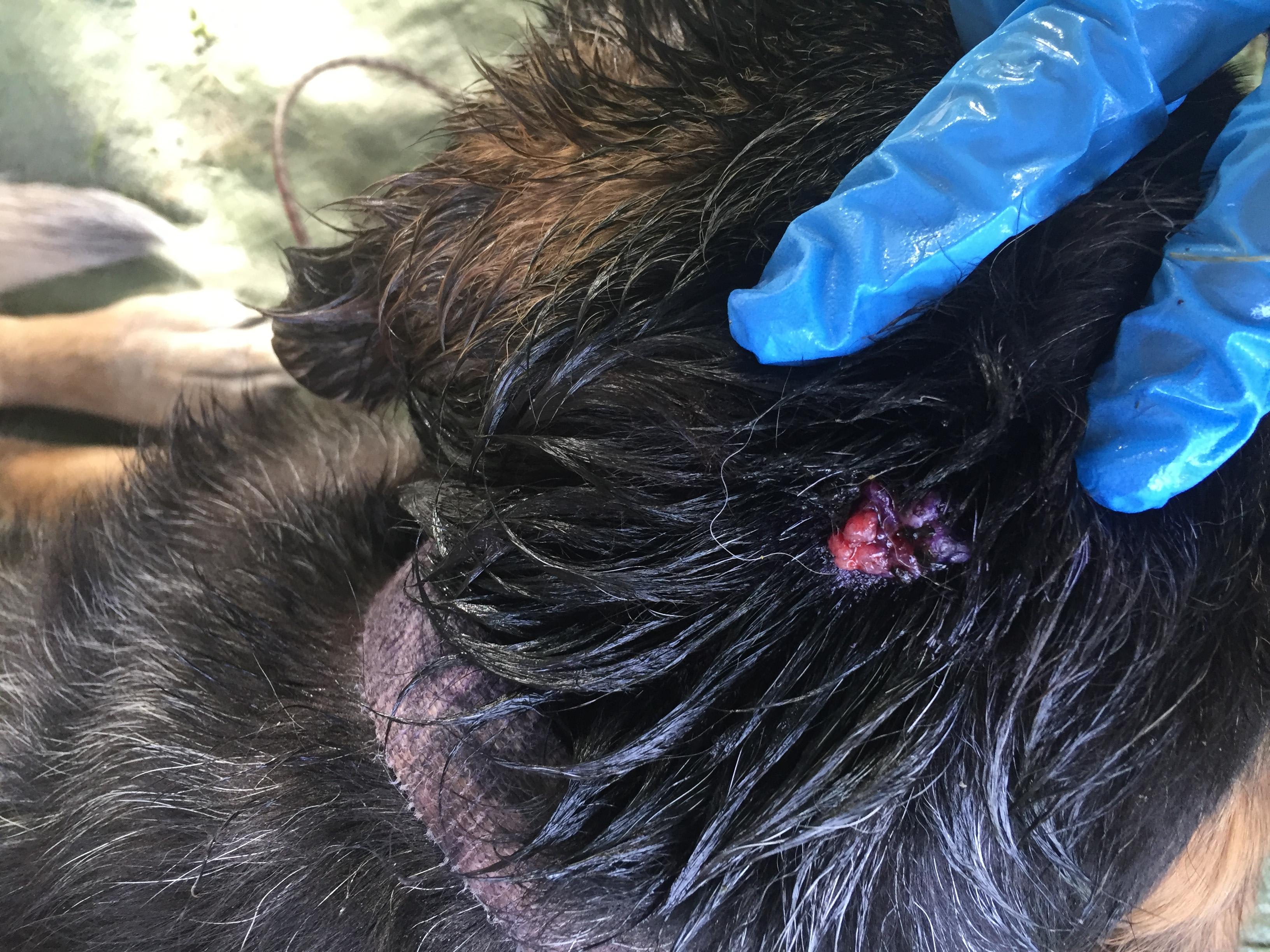 Why does my dog's oozing raspberry-like sore keep coming back? | Petco
