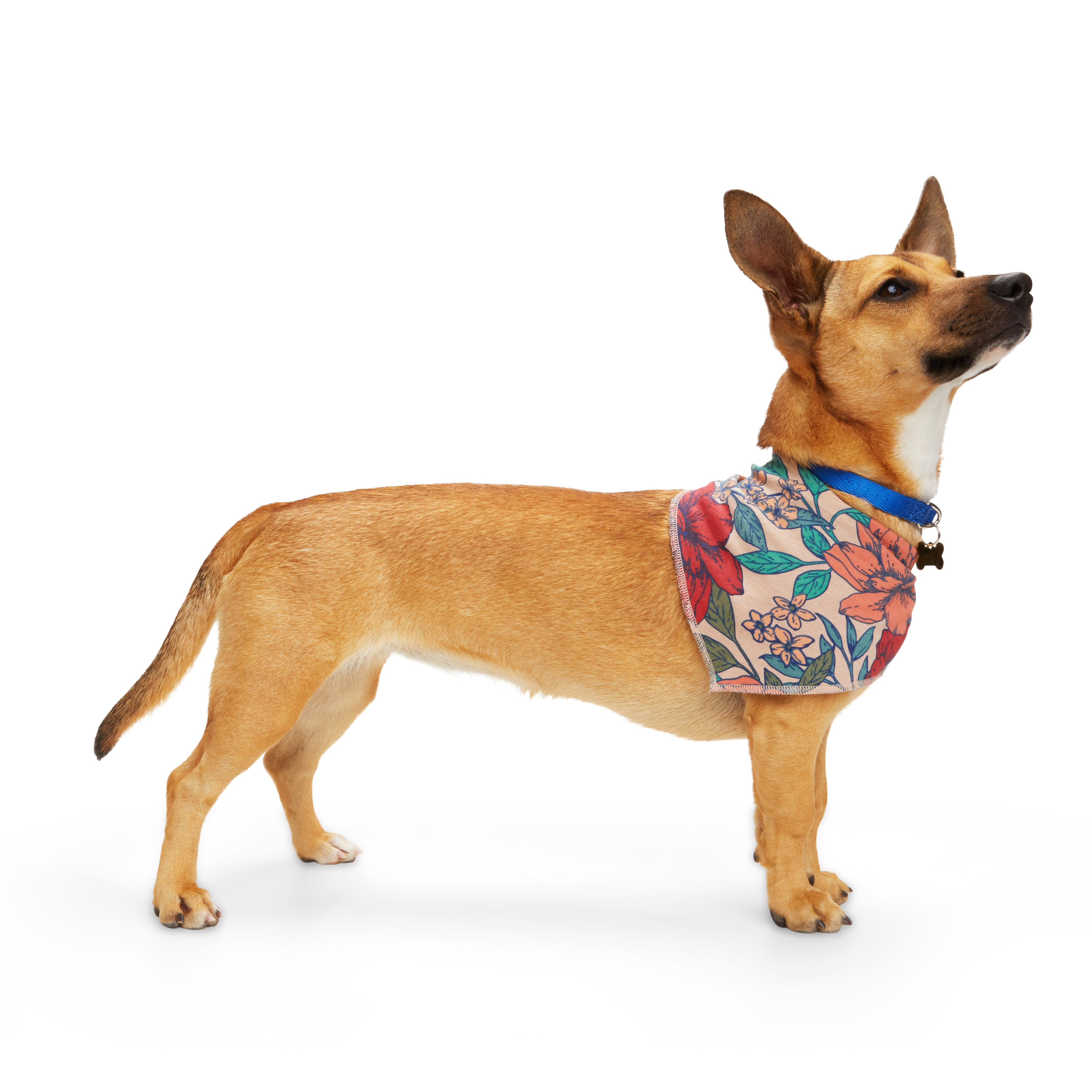 DCNY  Designer Dog Bandana, Blue– DoggieCoutureNY