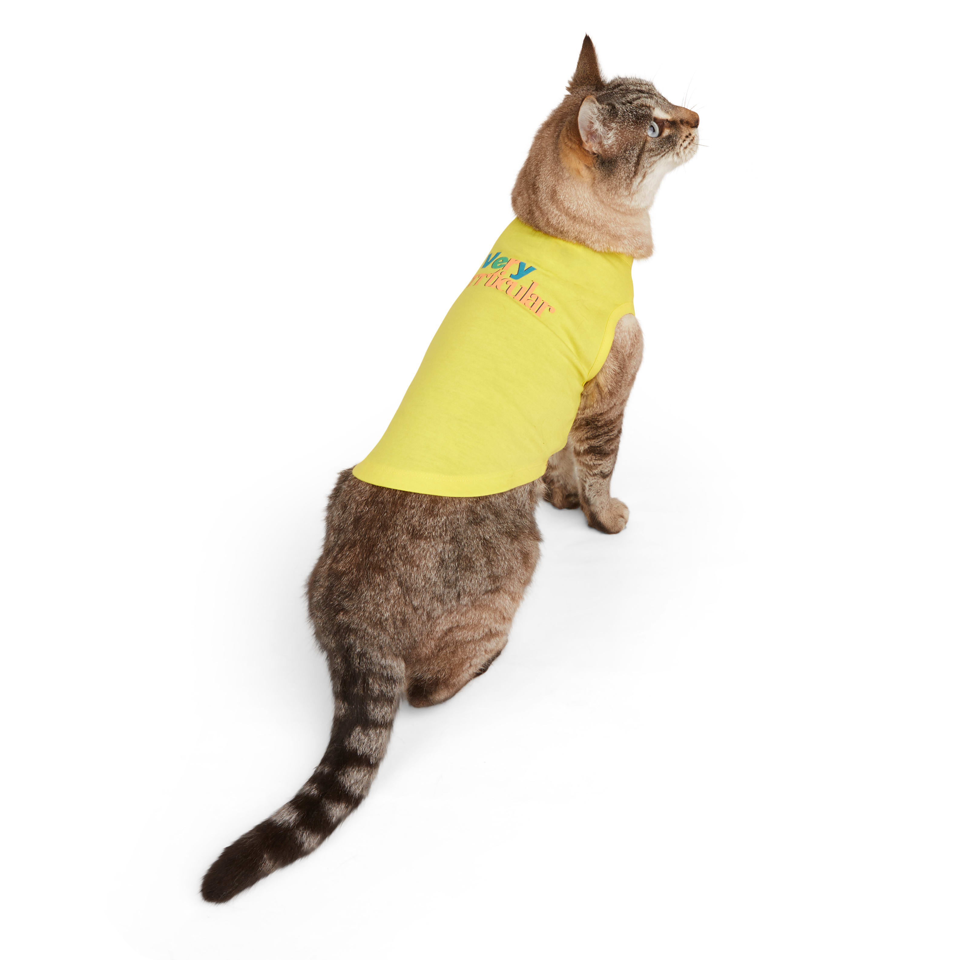 cat jersey