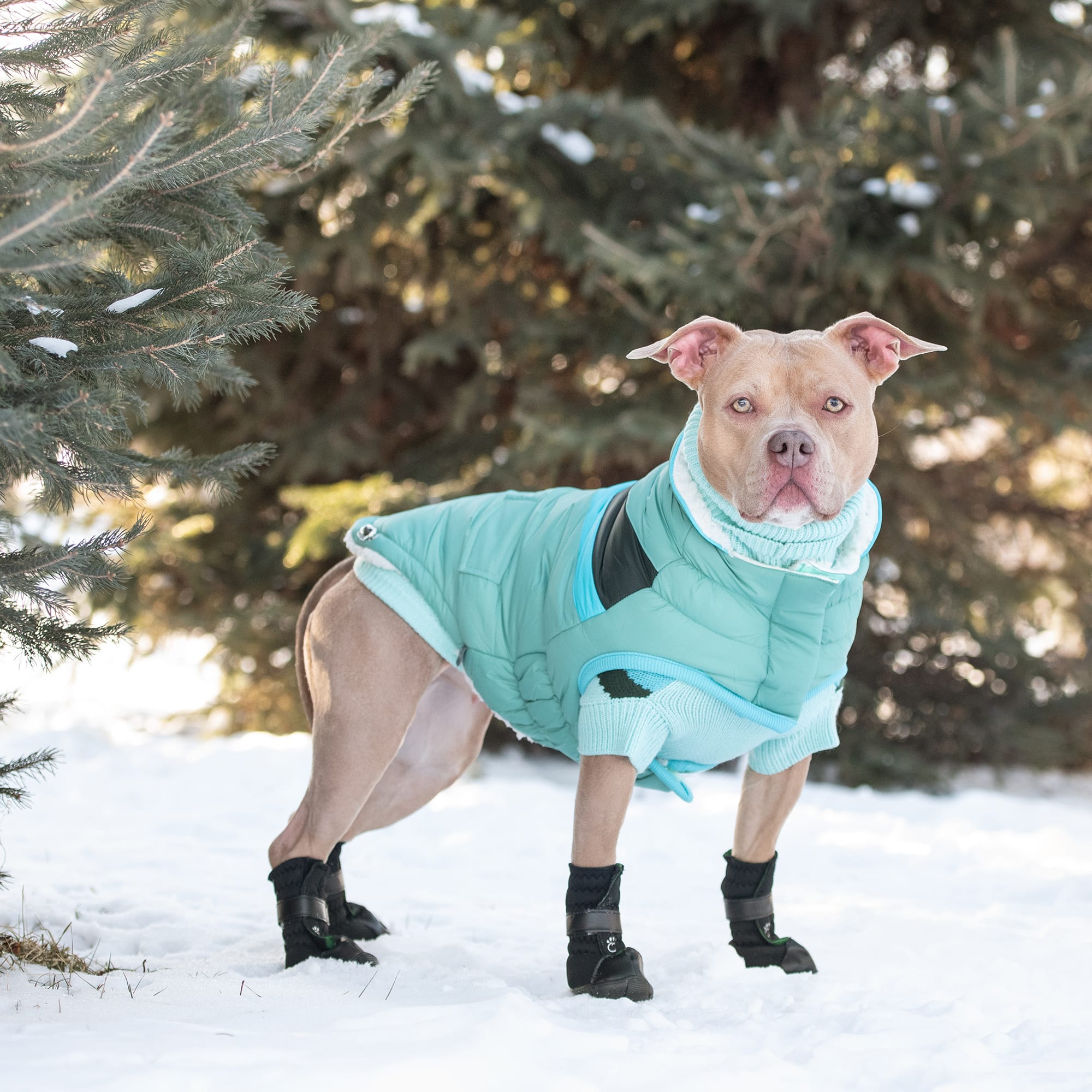 Petco dog winter coats sales