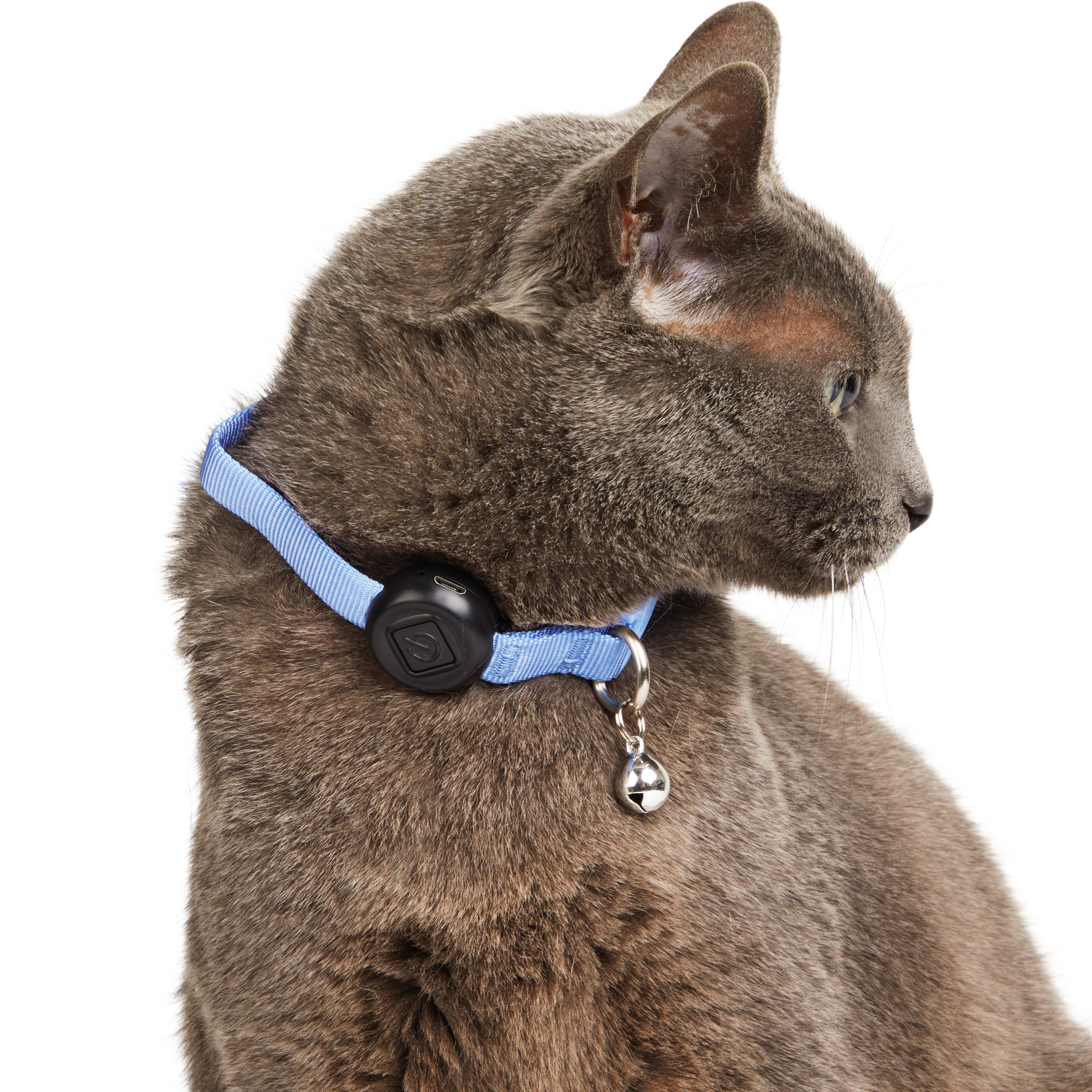 Glow in the dark cat collar petco best sale