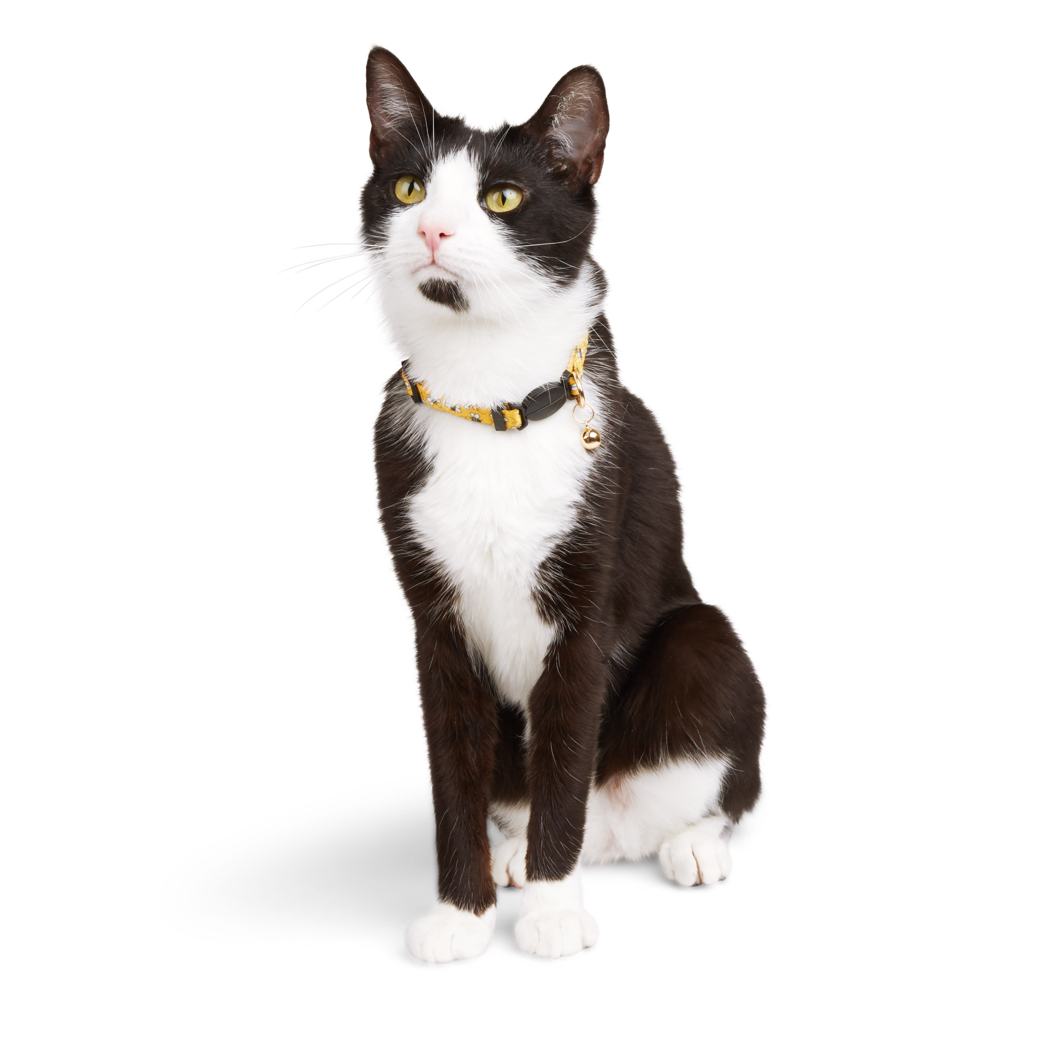 YOULY Yellow Bee Cat Collar Petco