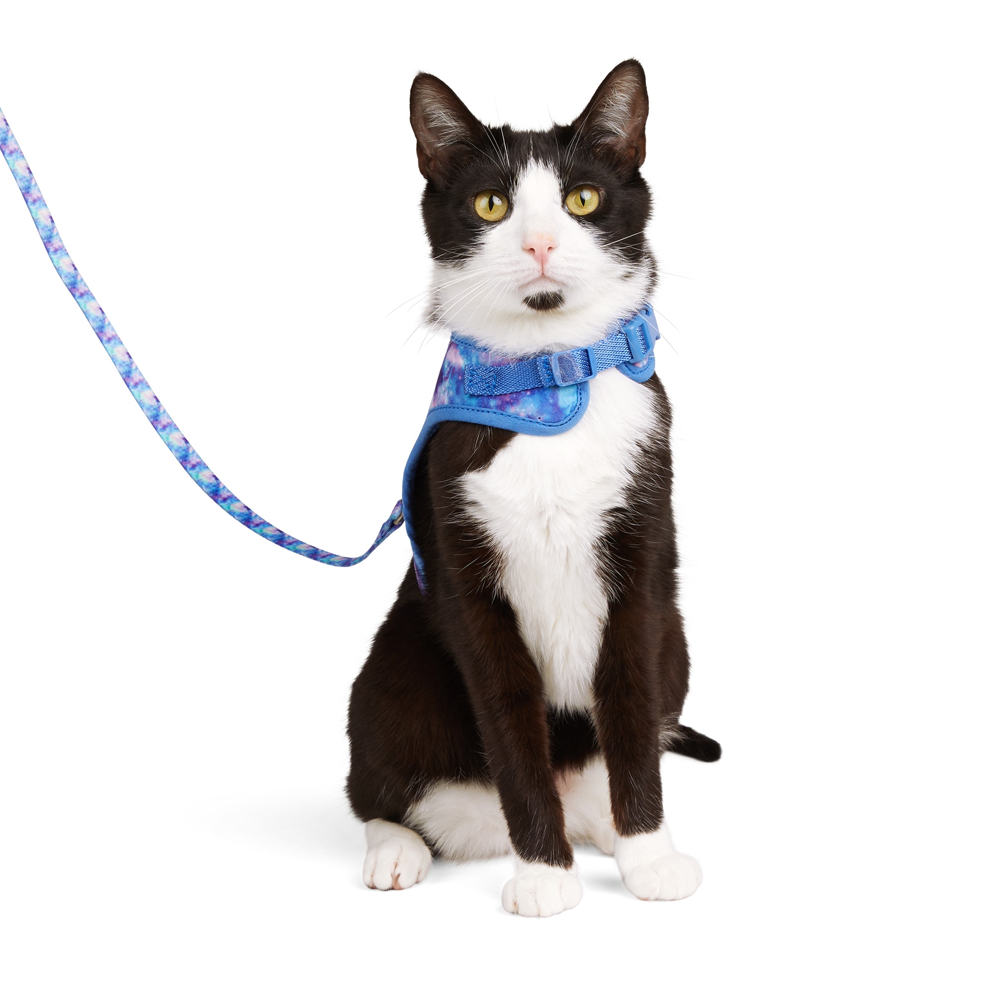 Kitten store harness petco