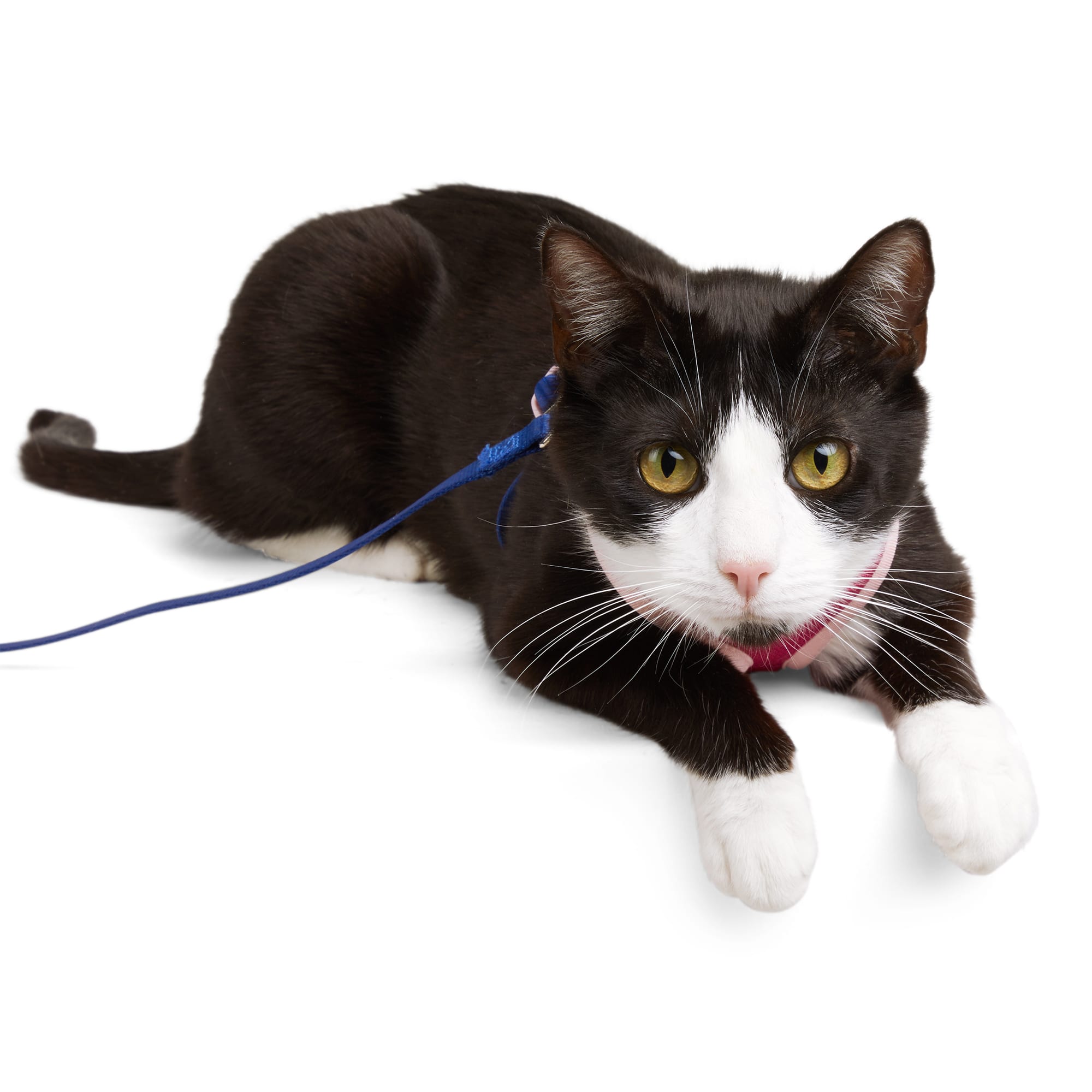 aumuca interactive cat toy CatNamic