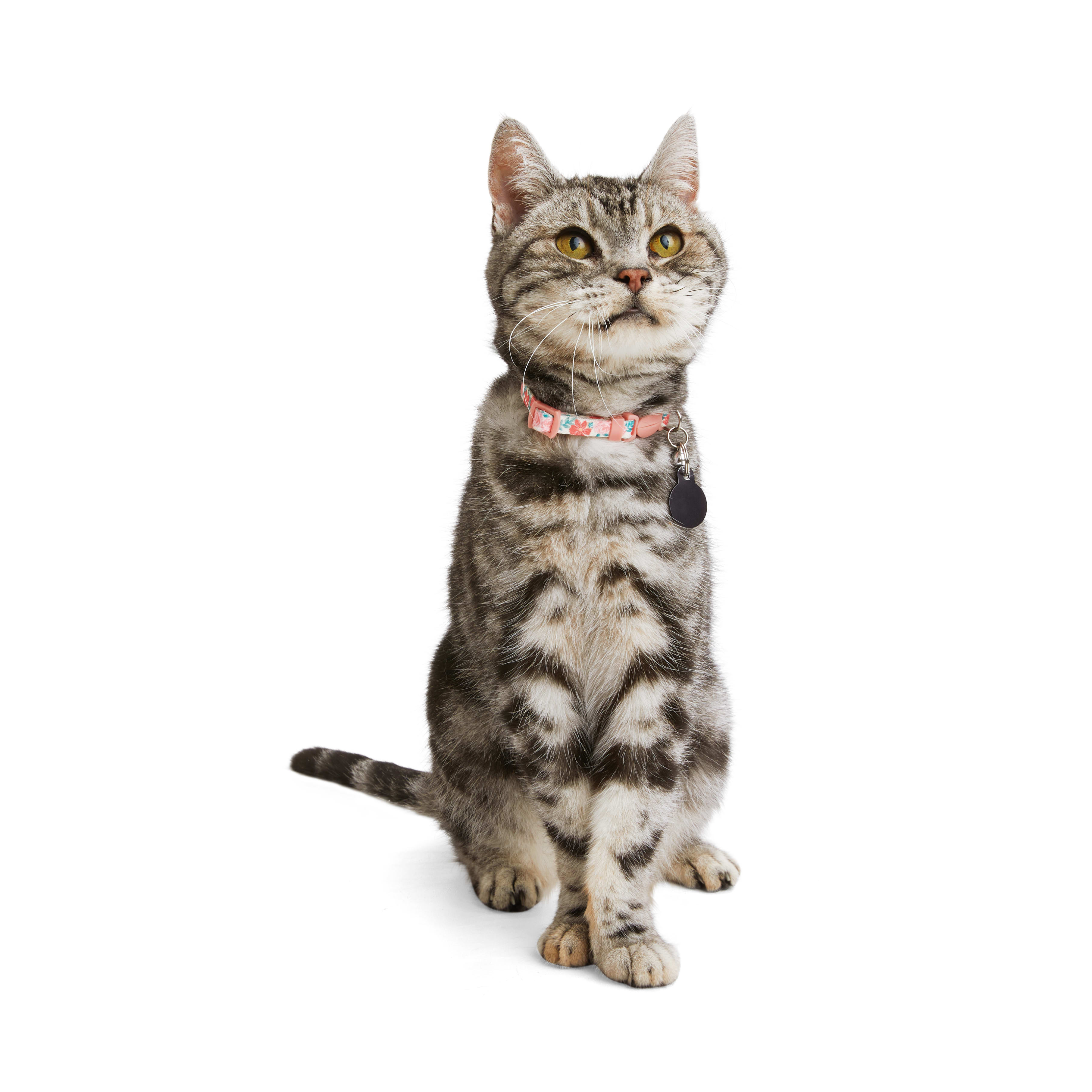 Cat shock 2024 collar petco