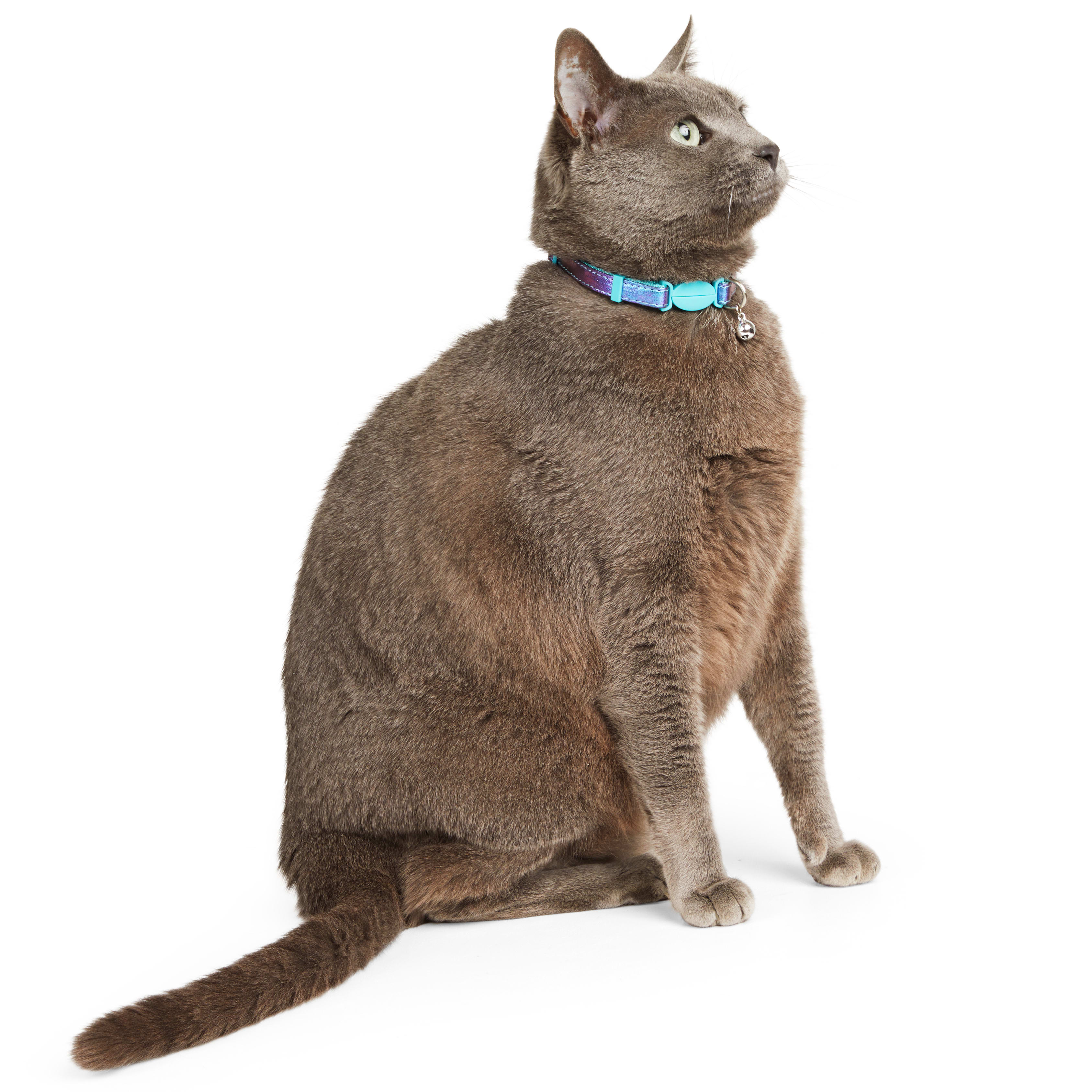 Petco e sale collar cat