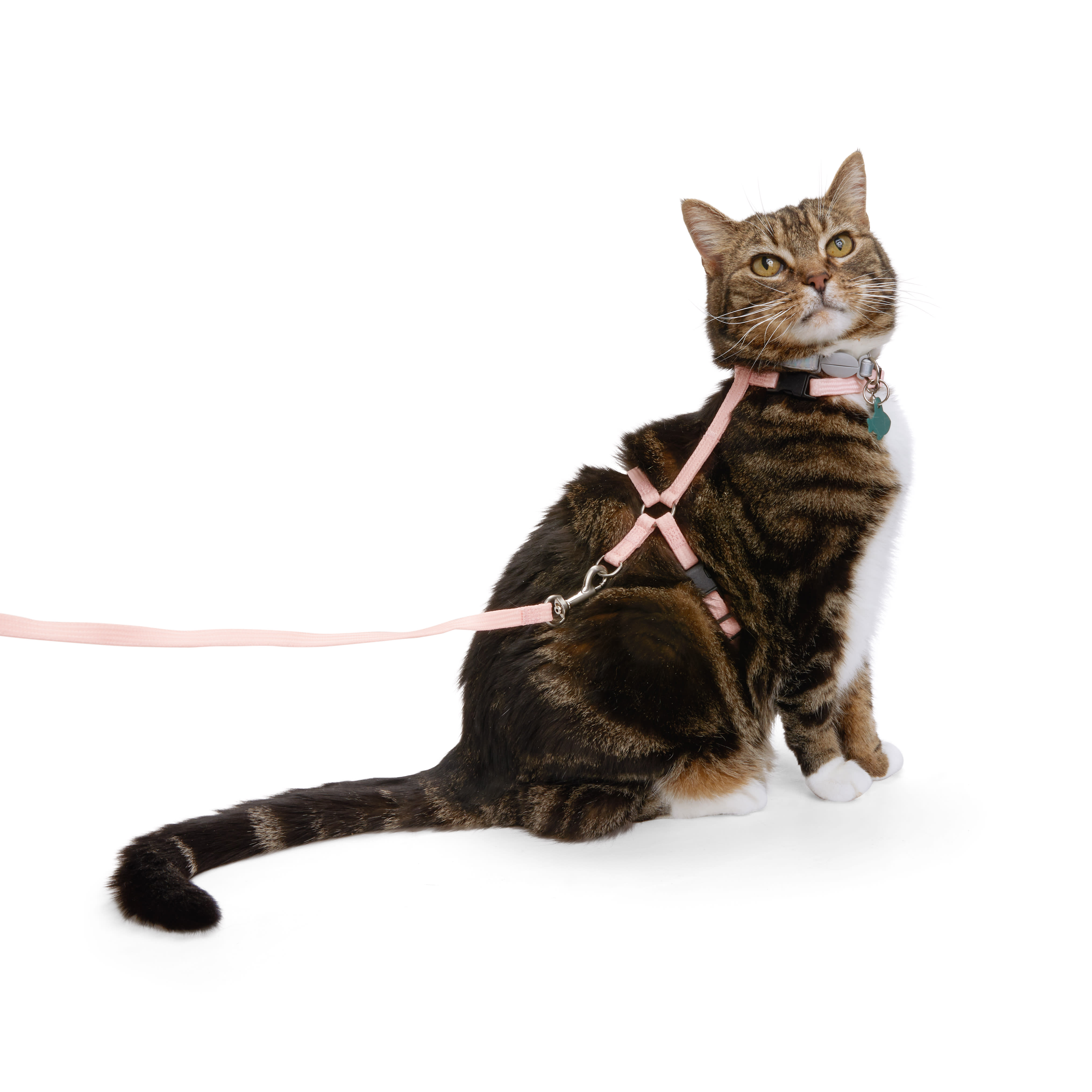 YOULY Glow in the Dark Cat Harness Leash Set Pink Small Petco