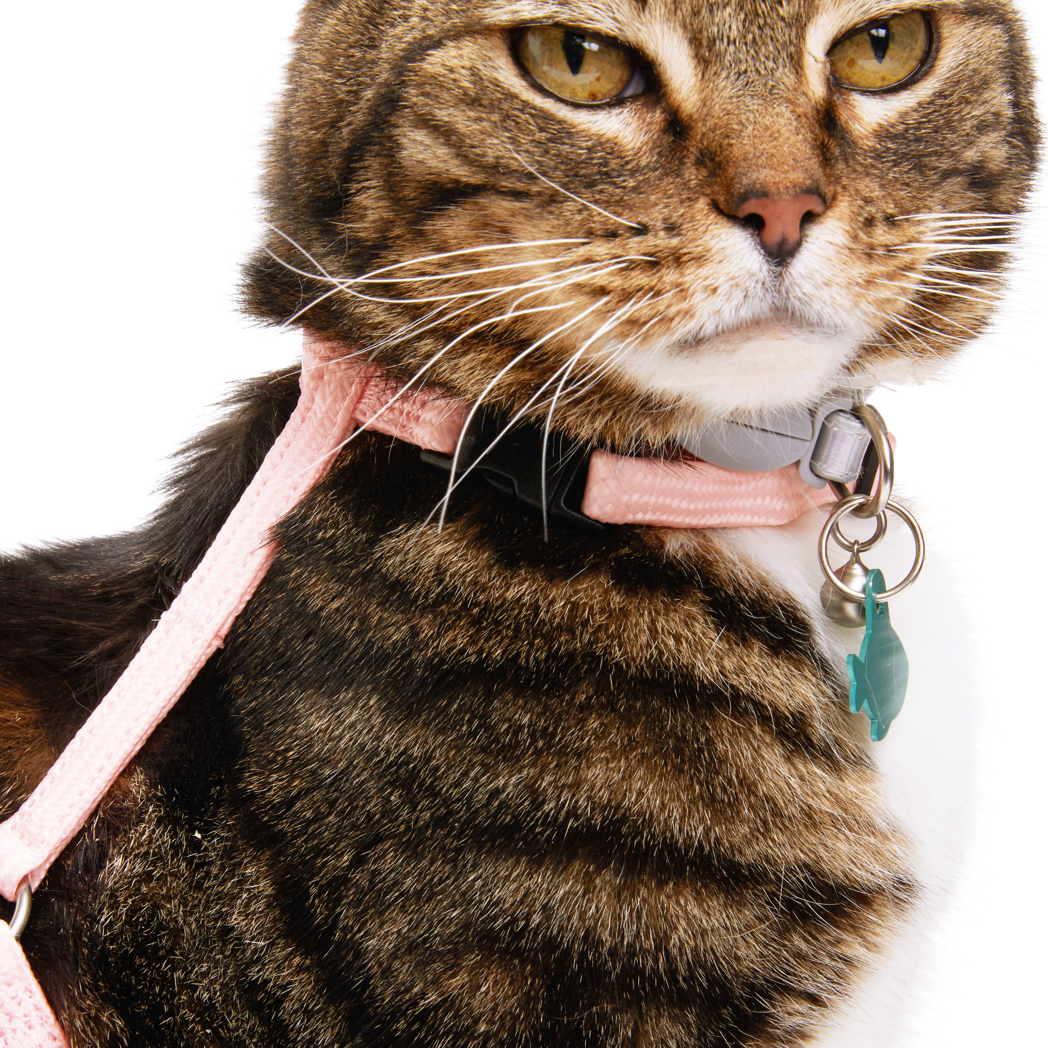 Glow in the 2024 dark cat collar petco