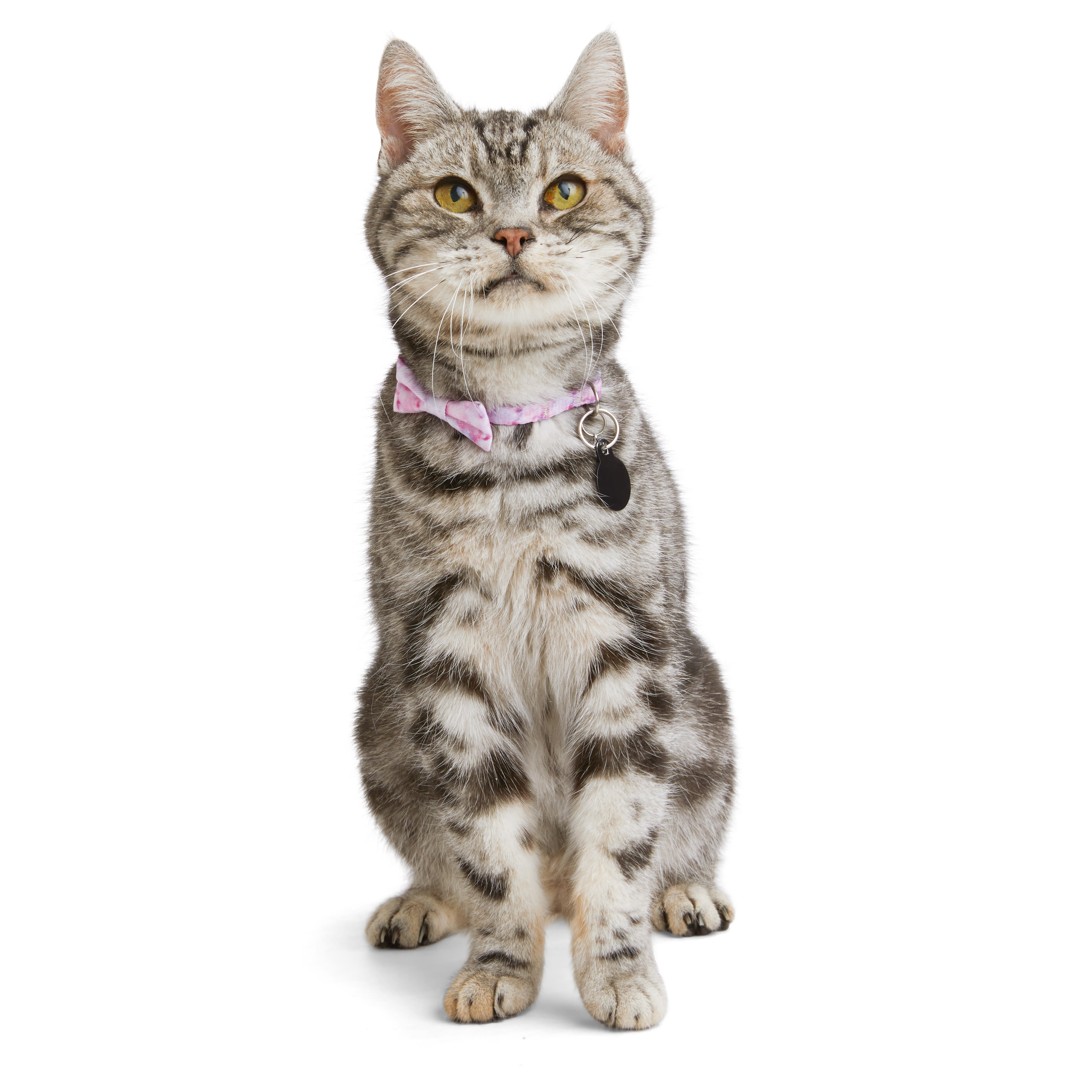 YOULY Galaxy Pink Kitten Collar Petco