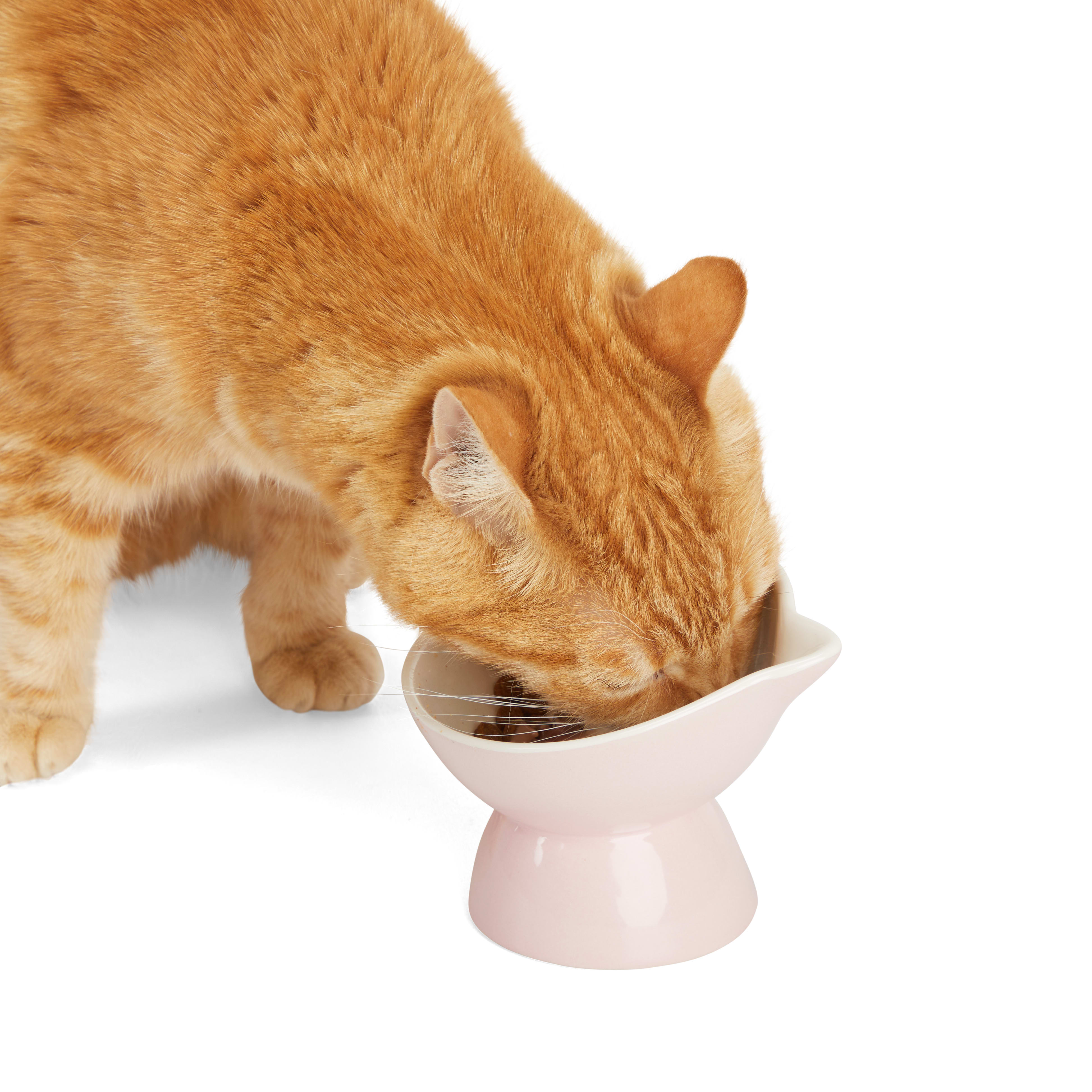 Orders petco cat food dishes