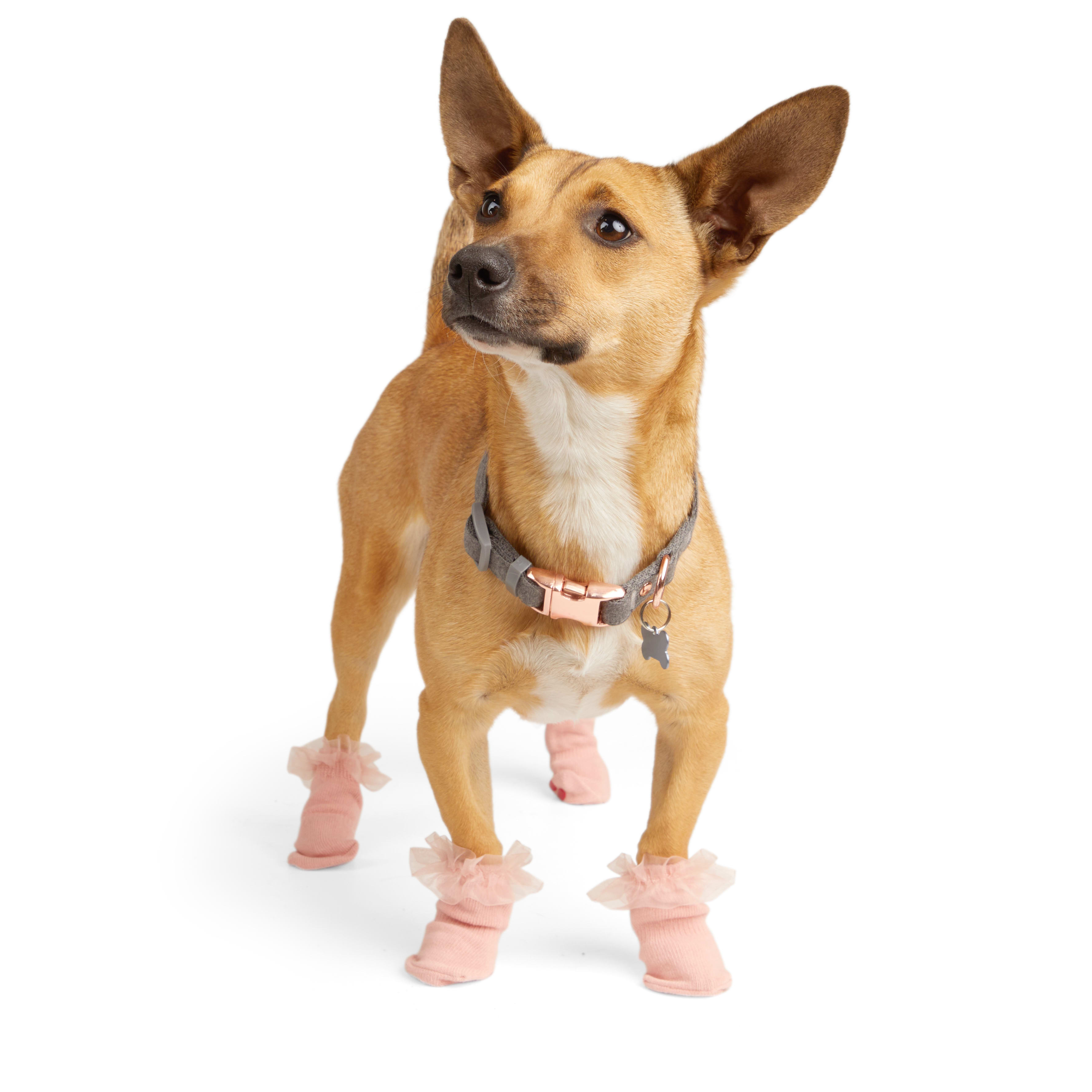 Dog socks clearance photo