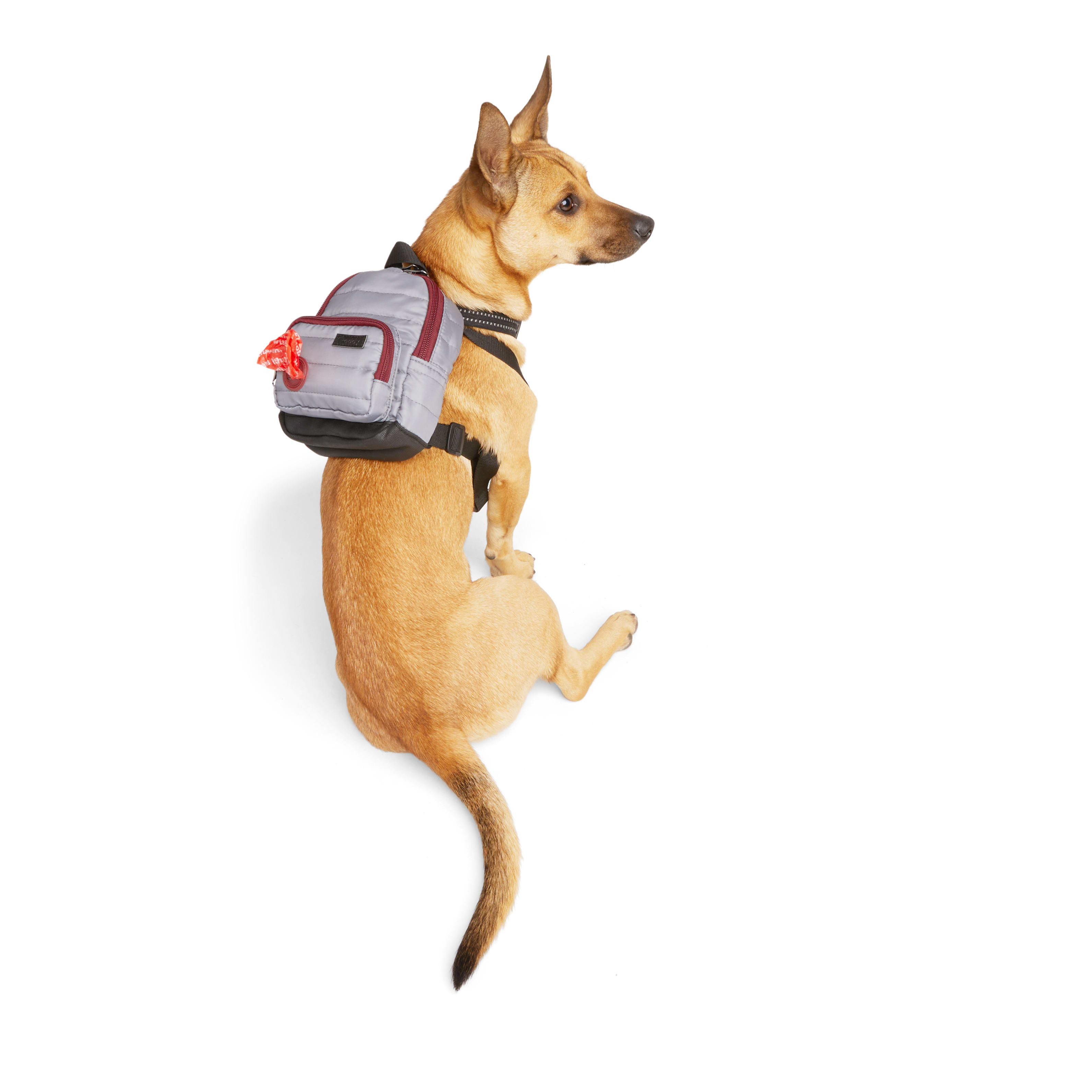 Dog wearing a outlet backpack