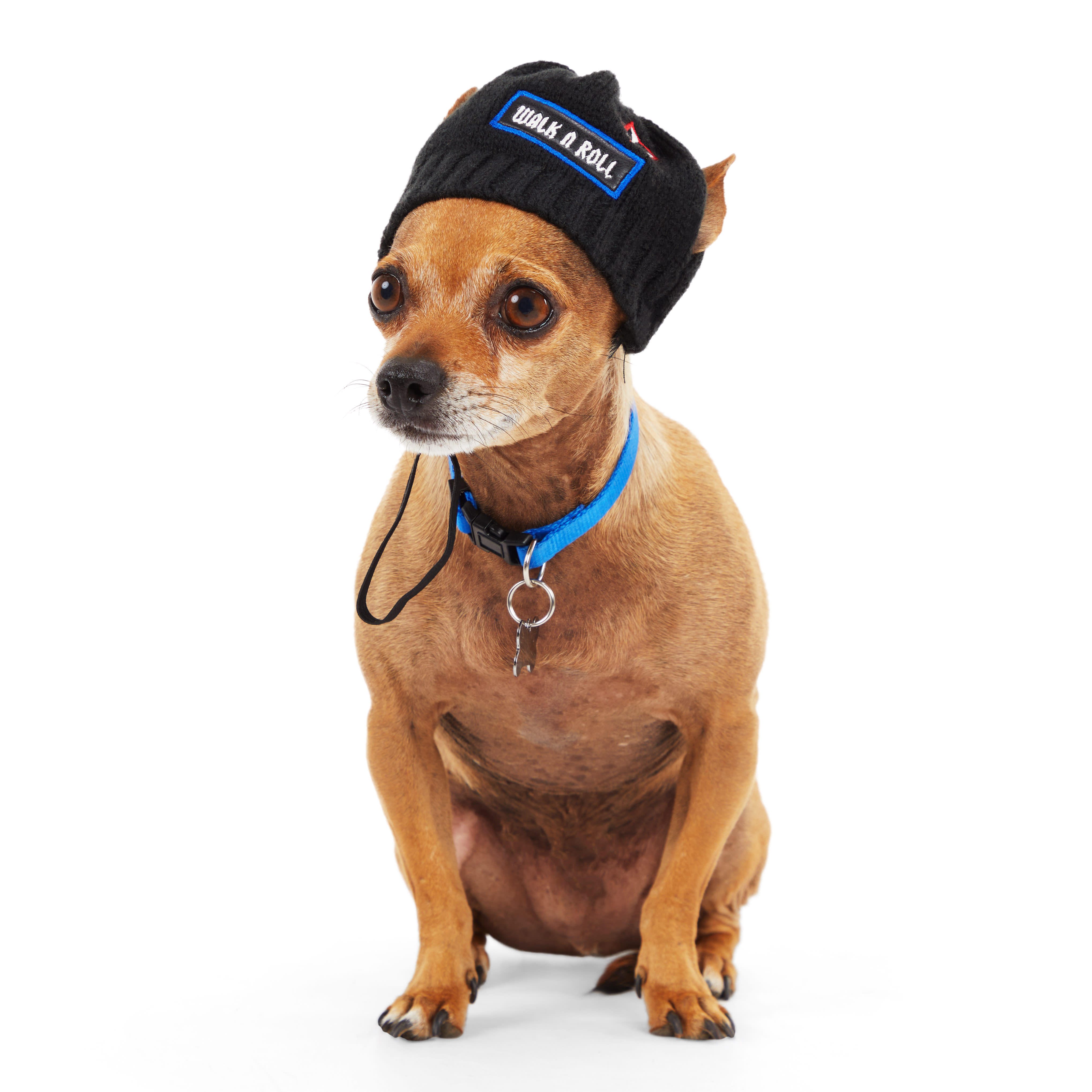 cool dog with cap