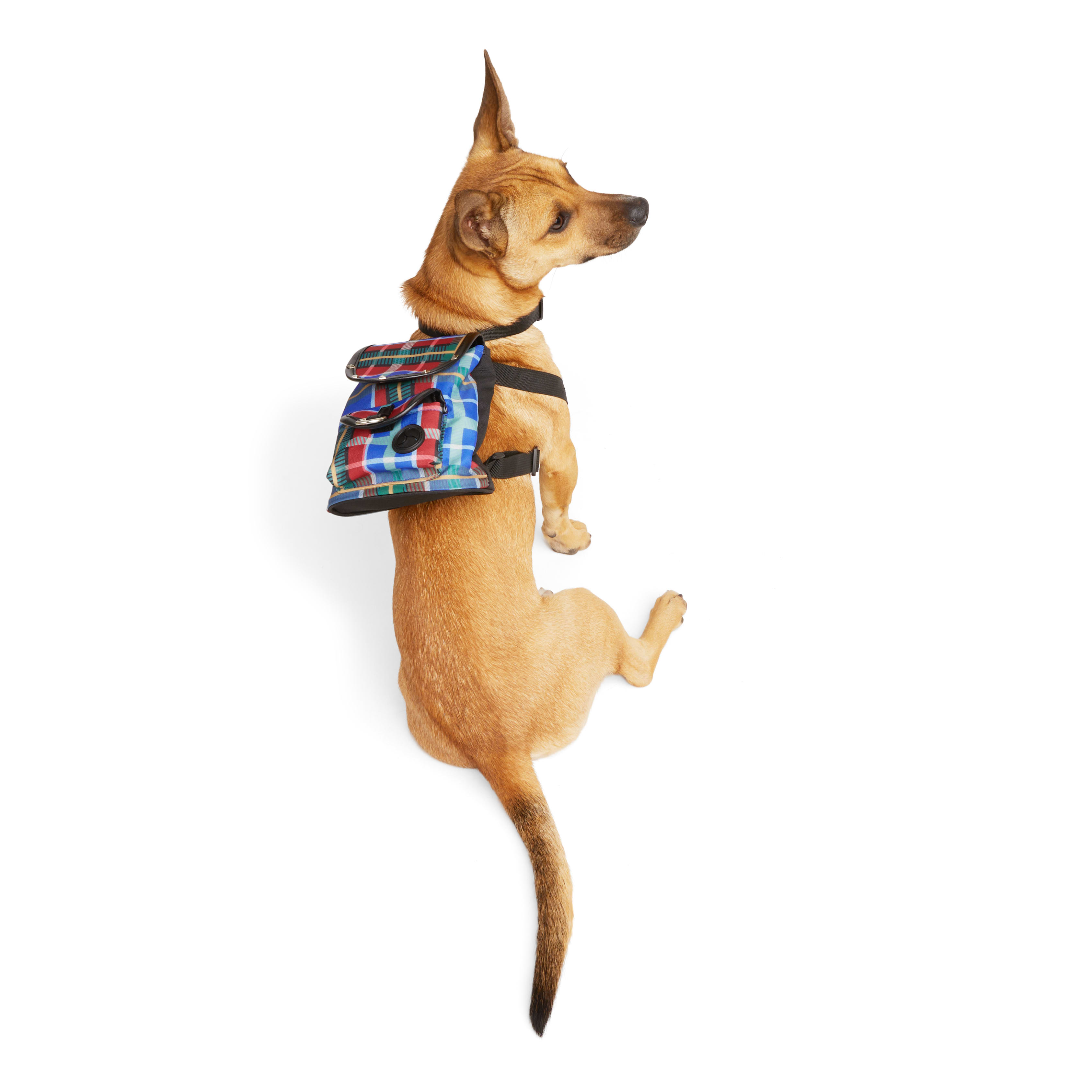 Petco dog hot sale backpack