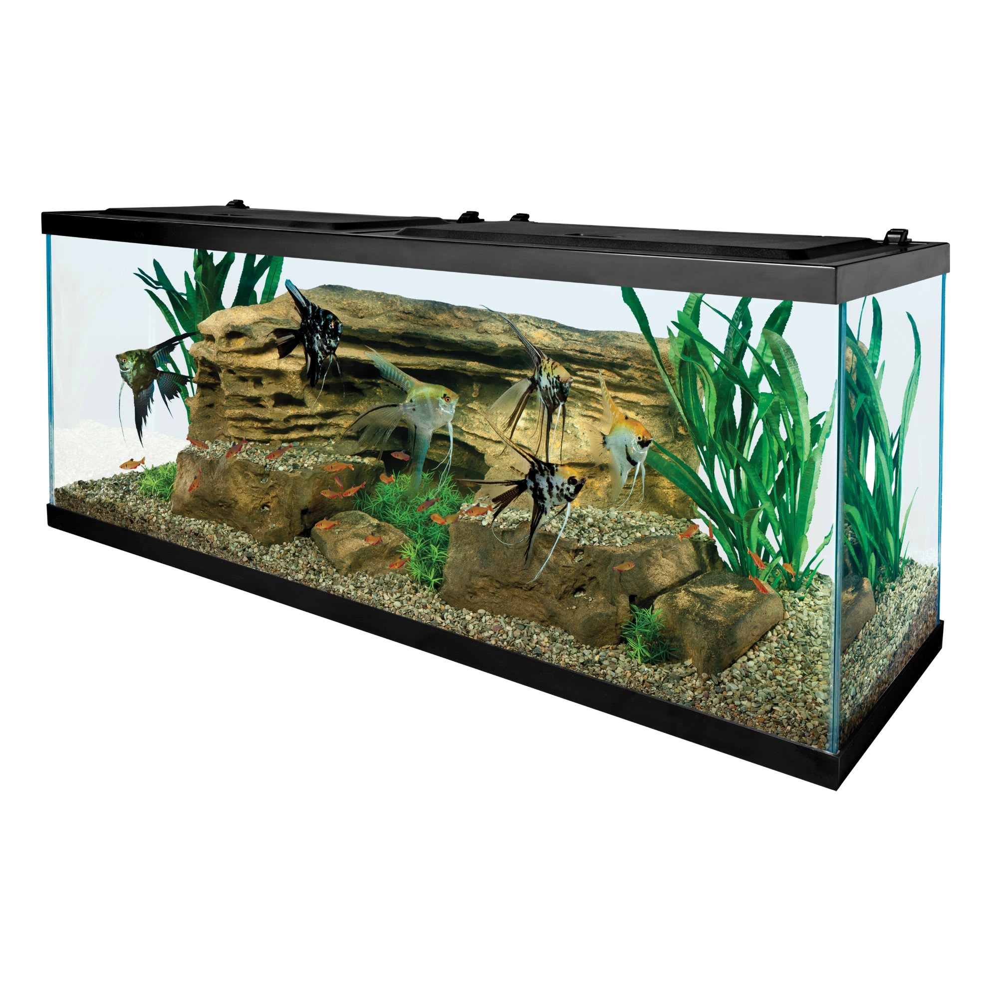 Citaat pellet Democratie Tetra Open Glass 55 Gallon Rectangular Fish Aquarium Tank | Petco