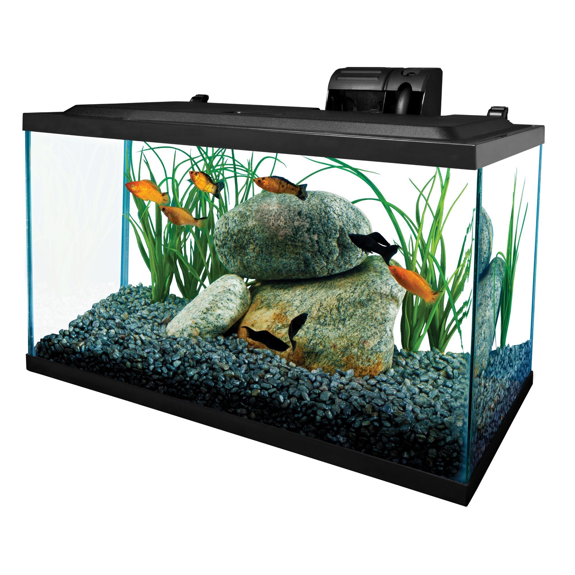 dialect eetbaar financiën Tetra Open Glass 10 Gallon Rectangular Fish Aquarium Tank | Petco