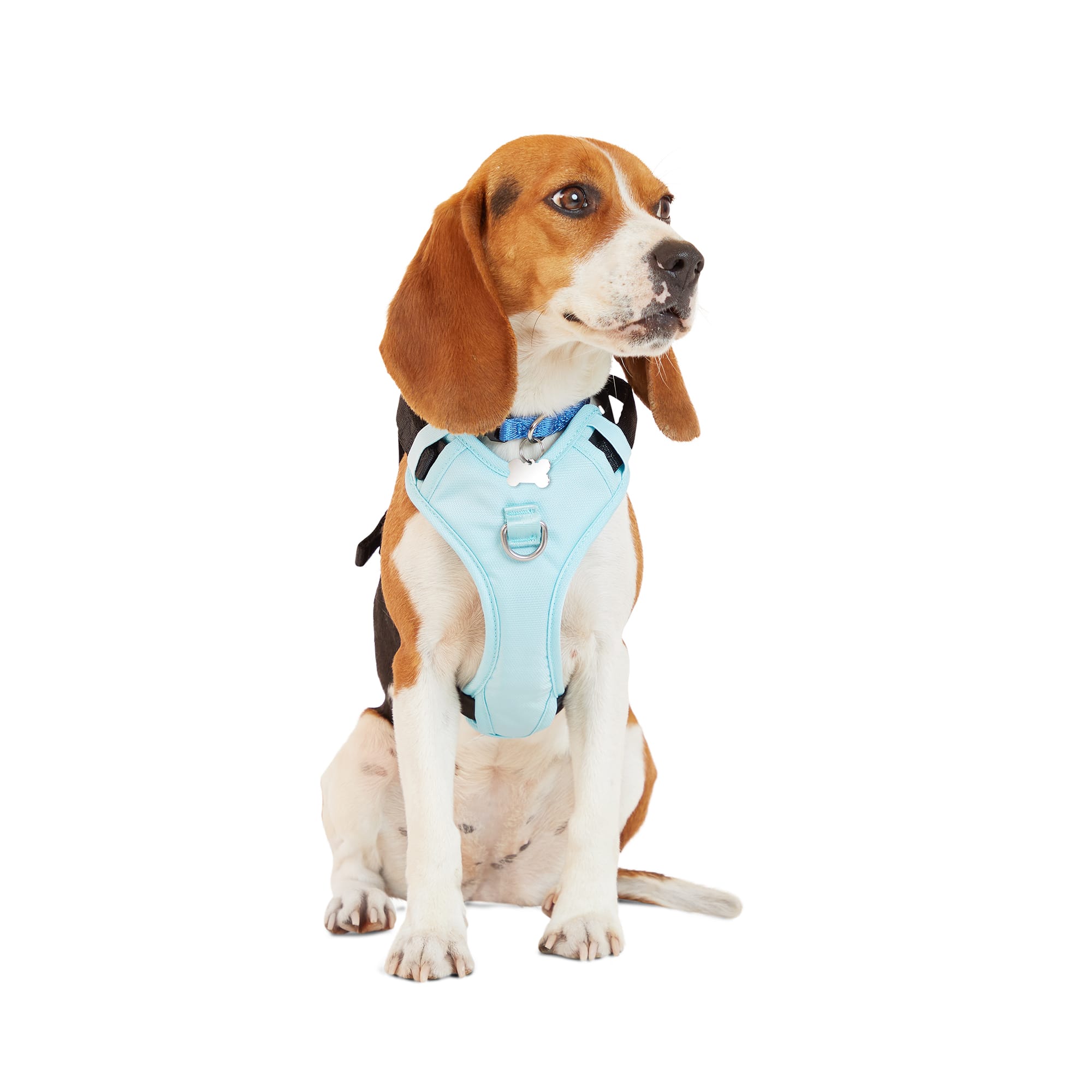 EveryYay Teal Crash Test Dog Harness, Small Petco
