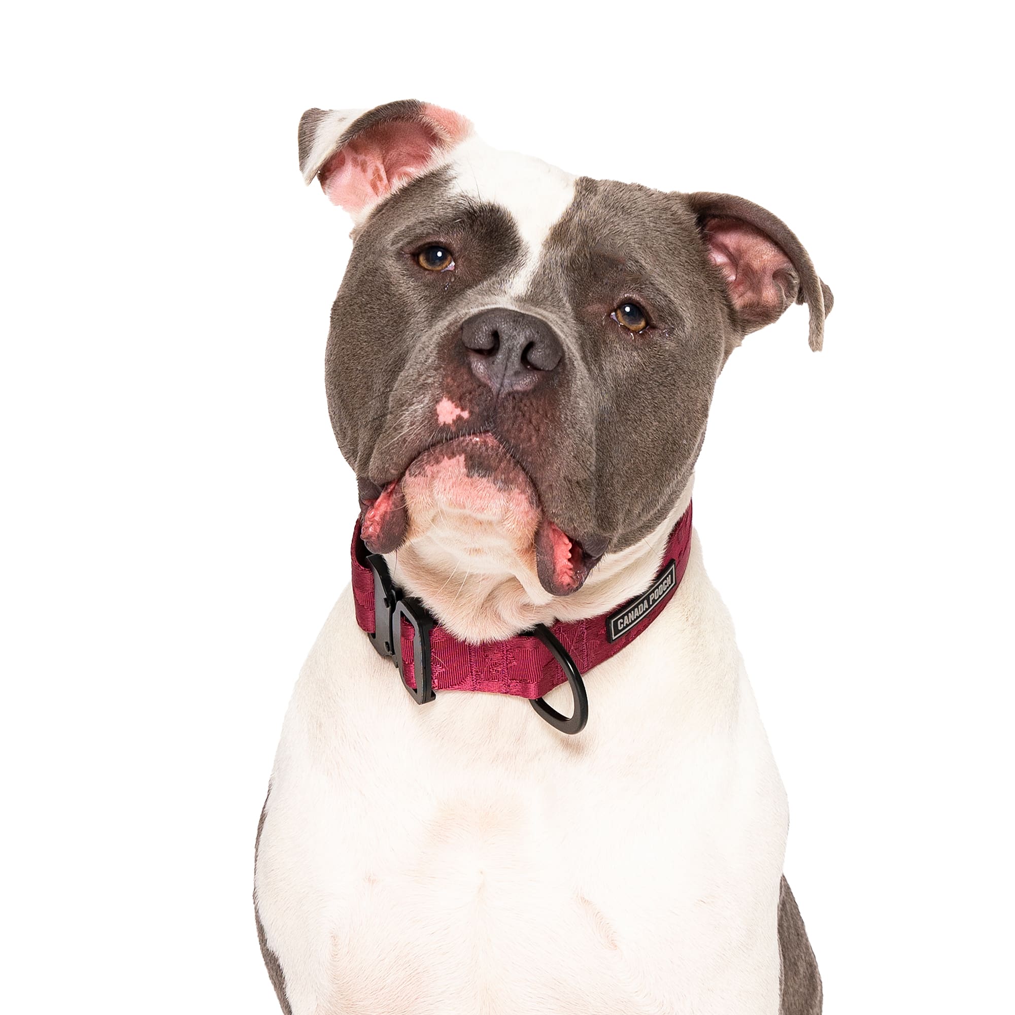 Canada Pooch Plum Utility Dog Collar, Large Petco