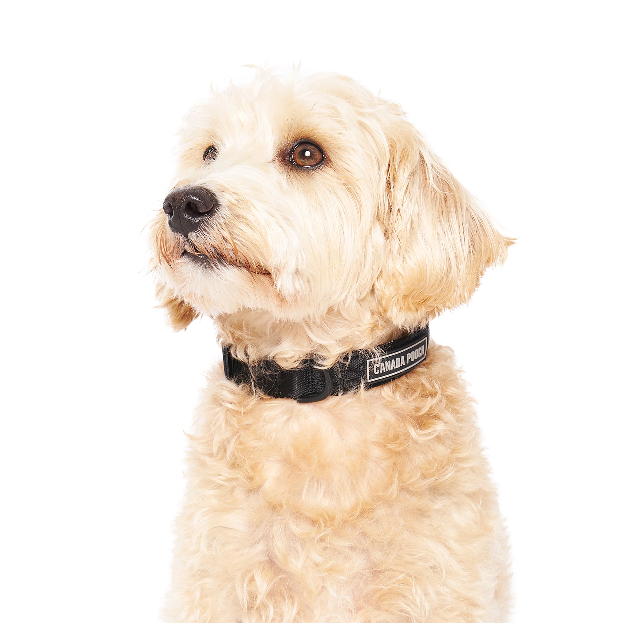 Canada Pooch Black Utility Dog Collar, Medium Petco