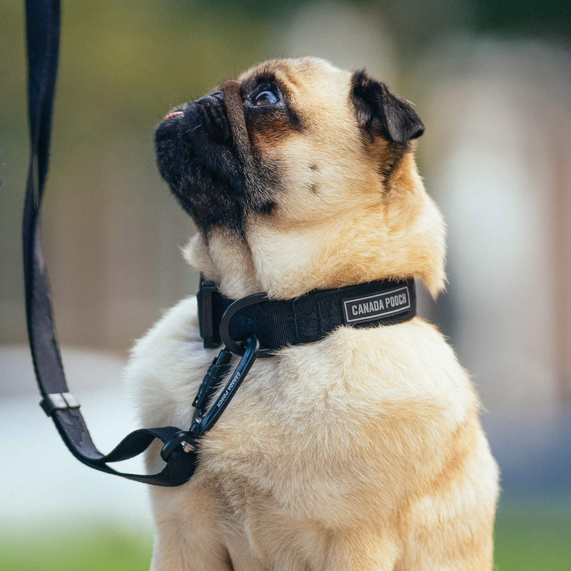 Julius k9 harness for clearance pug