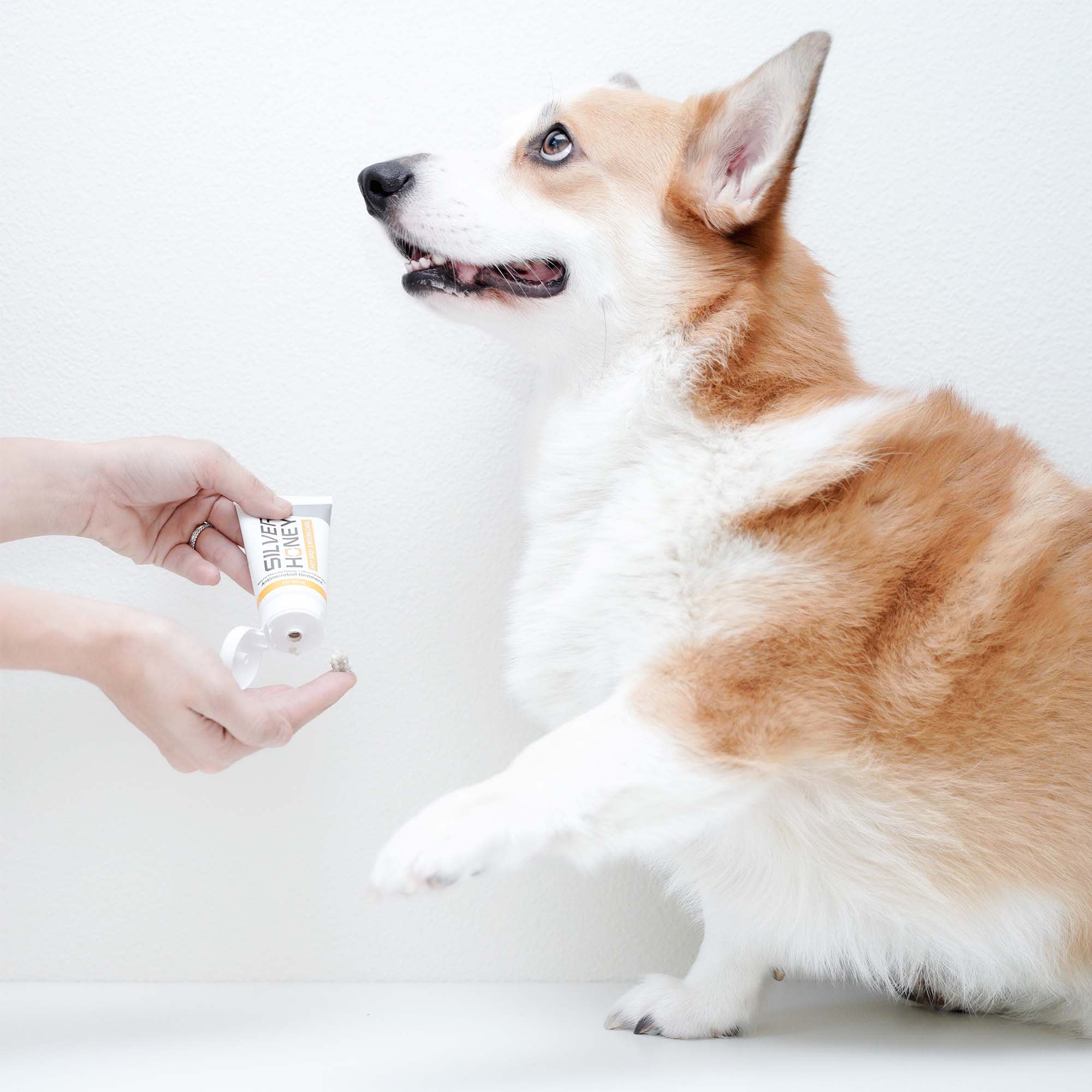 Silver sulfadiazine cream outlet for dog hot spots