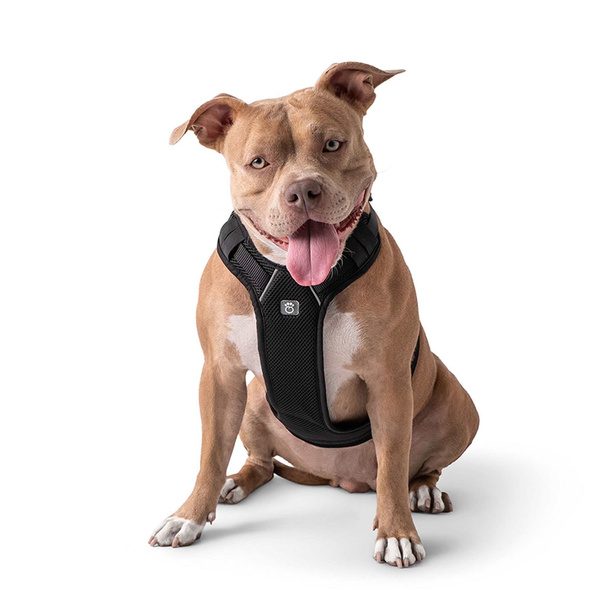 GF Pet Black XXSmall Dog Travel Harness & Safety Gear