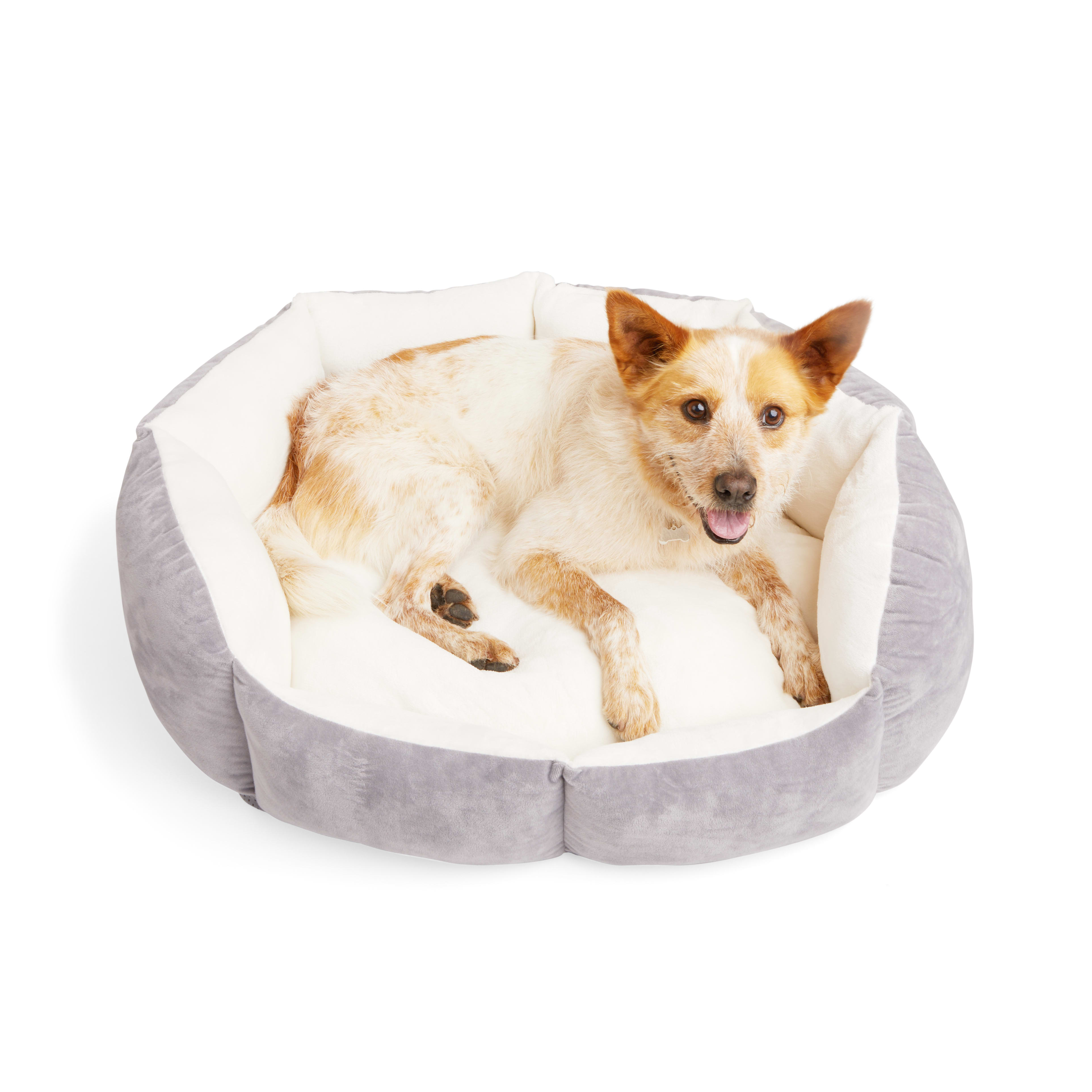 White dog outlet bed