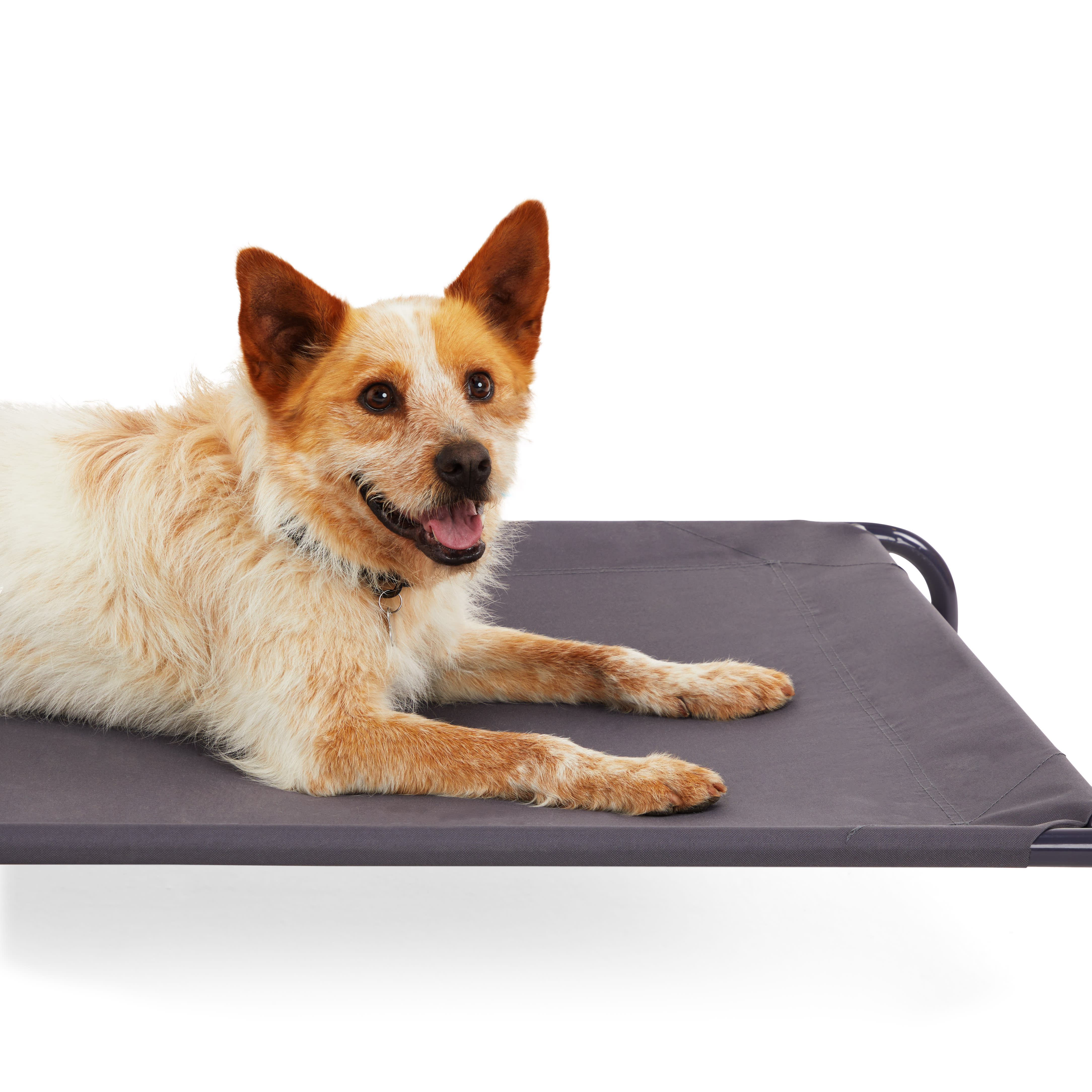 EveryYay Elevated Dog Cot 30 L X 21.5 W Petco