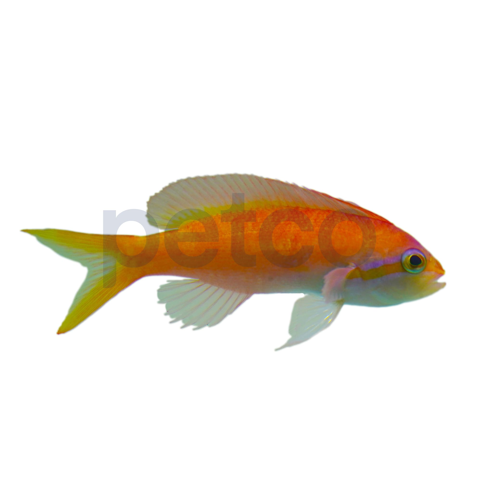 Petco Marine Fish Threadfin Anthias for Saltwater Aquariums