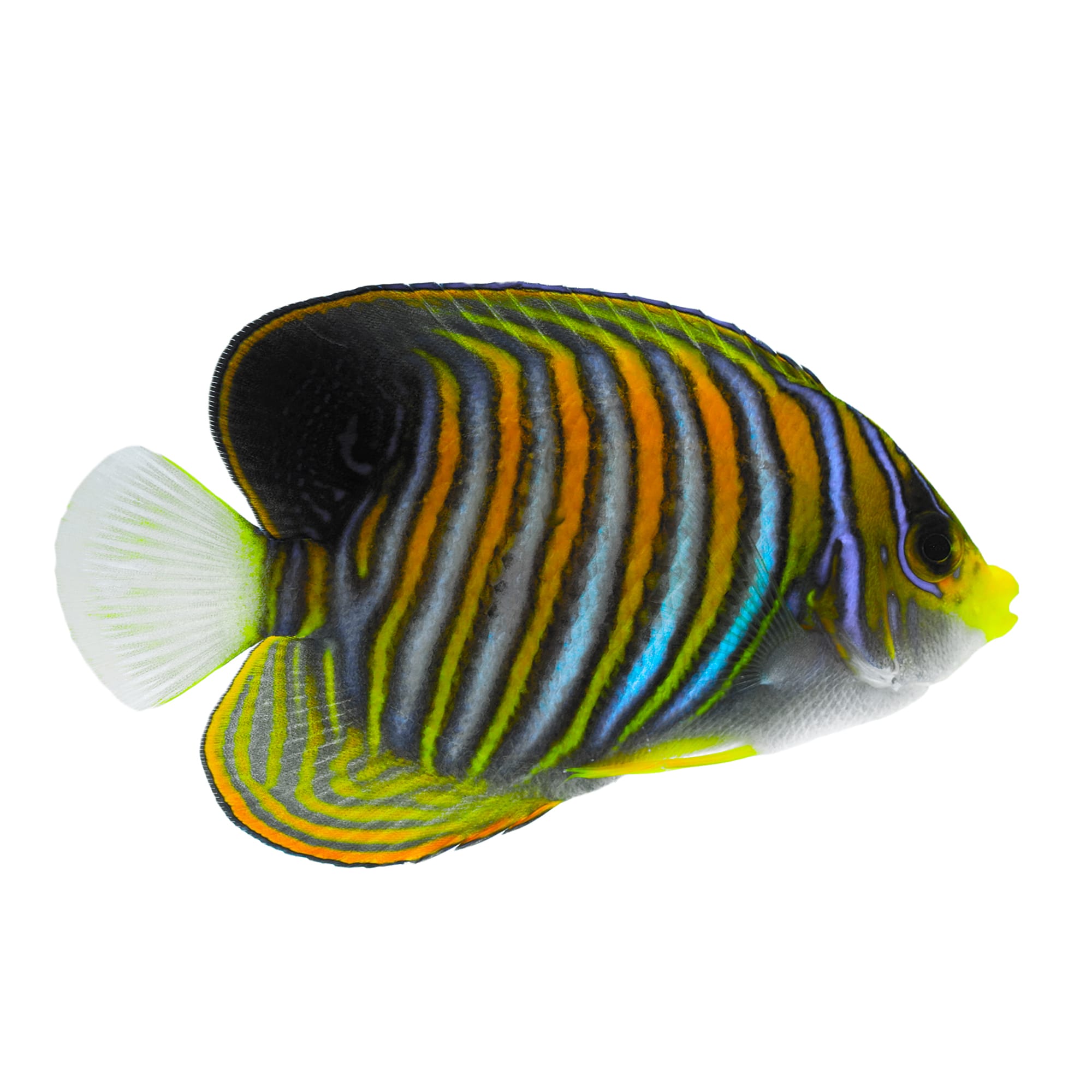 Petco saltwater shop fish guarantee