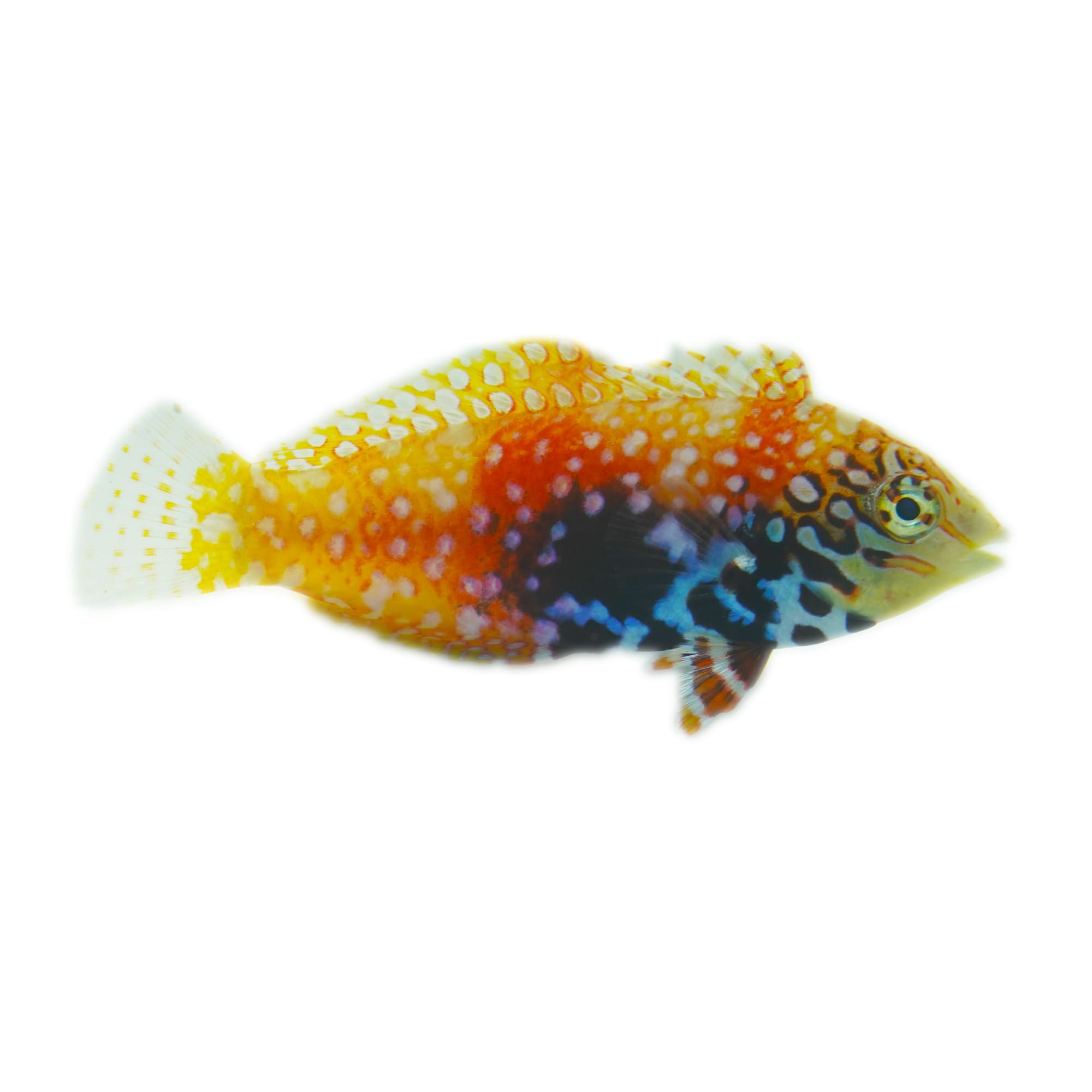 Blue Star Leopard Wrasse For Sale - Small Female