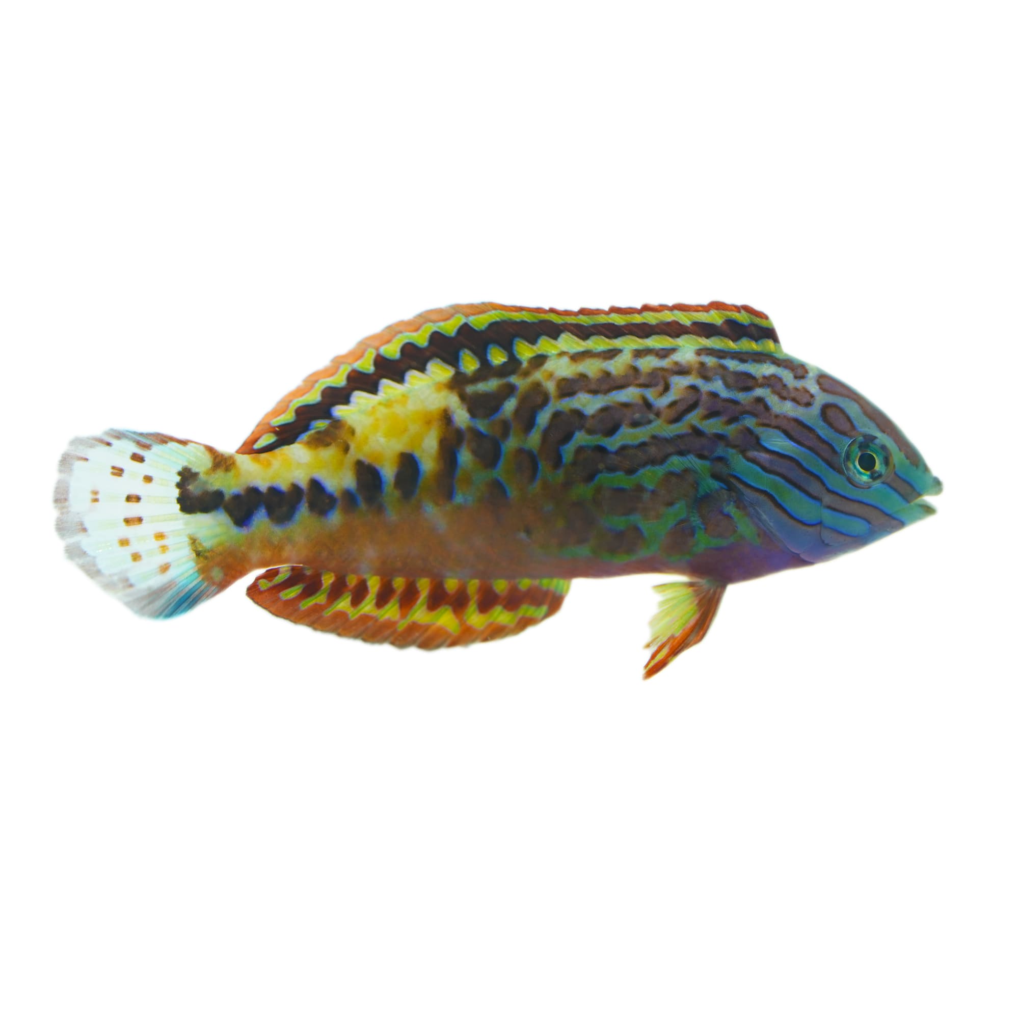 Blue Star Leopard Wrasse For Sale - Male