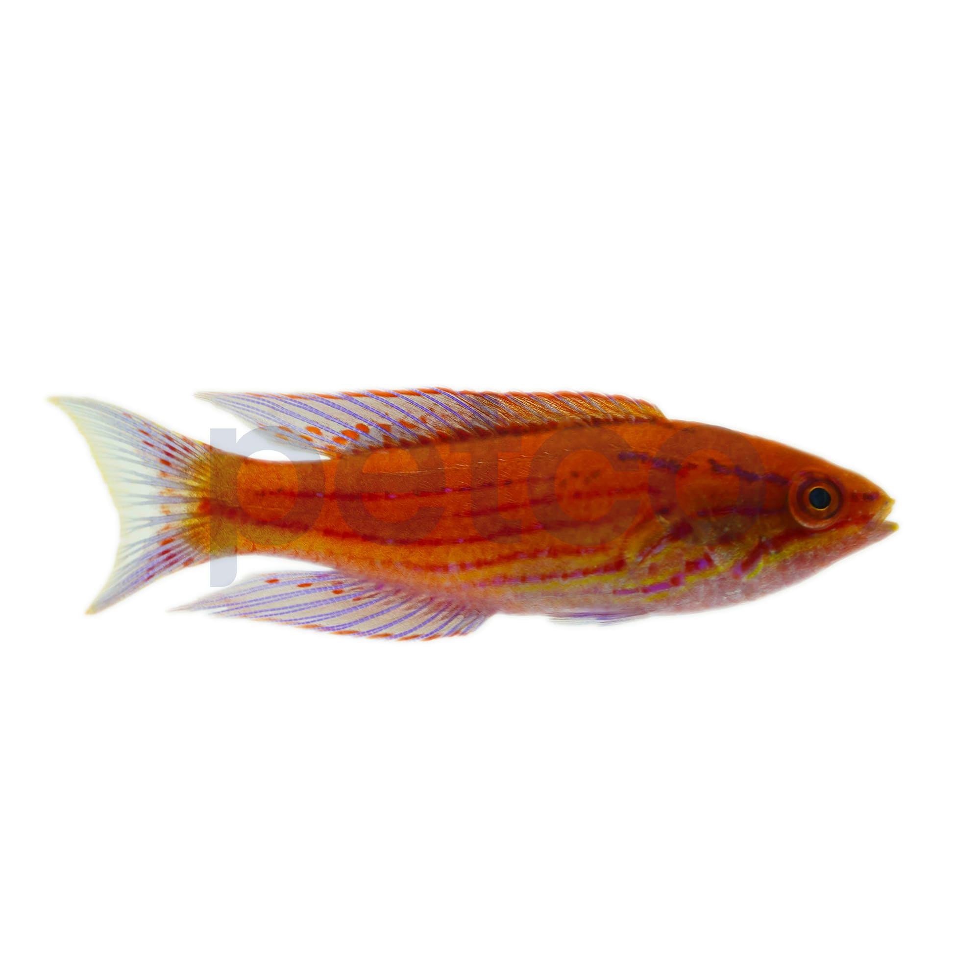 Royal Flasher Wrasse Colorful & EasyCare Saltwater Fish
