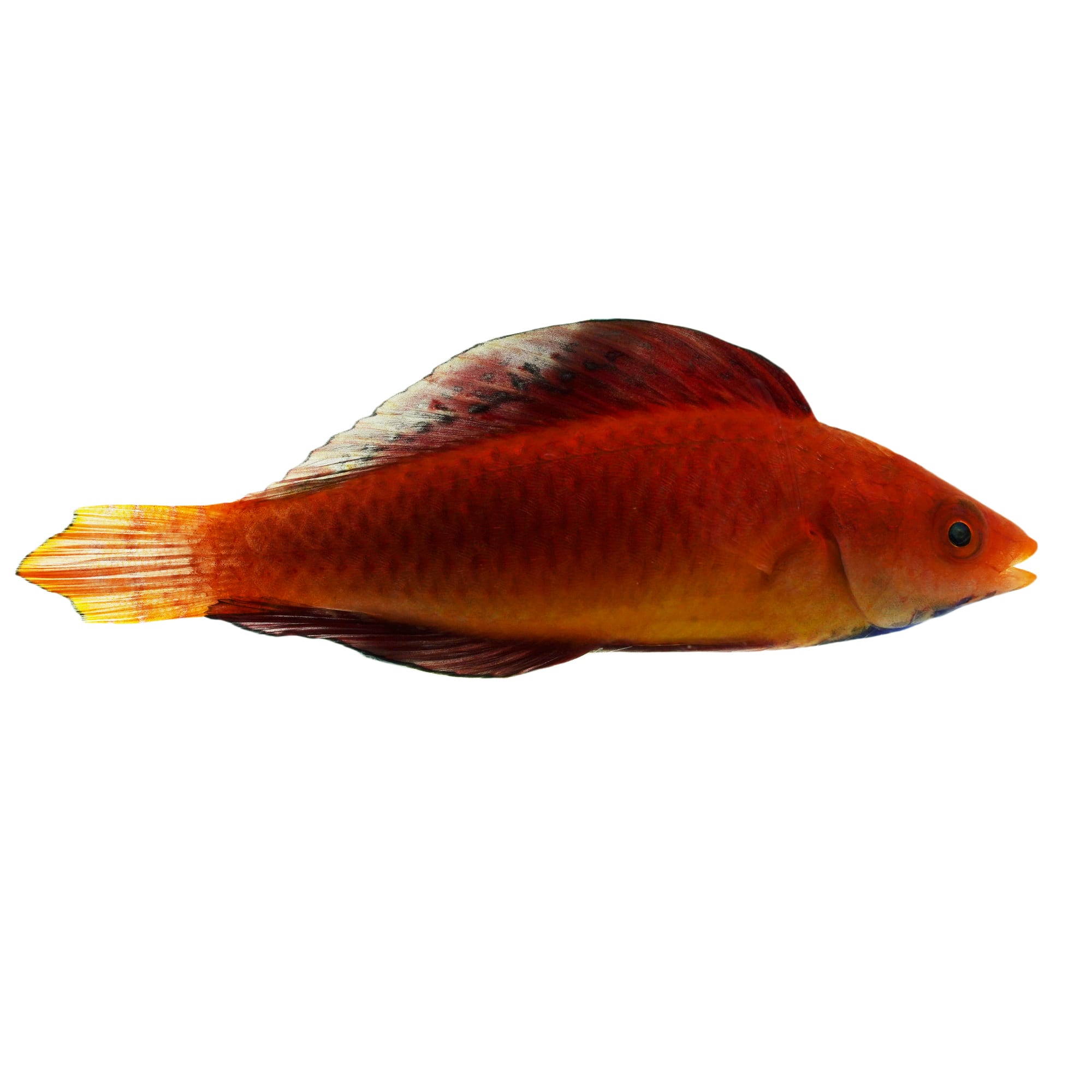 Redfin Fairy Wrasse For Sale | Petco