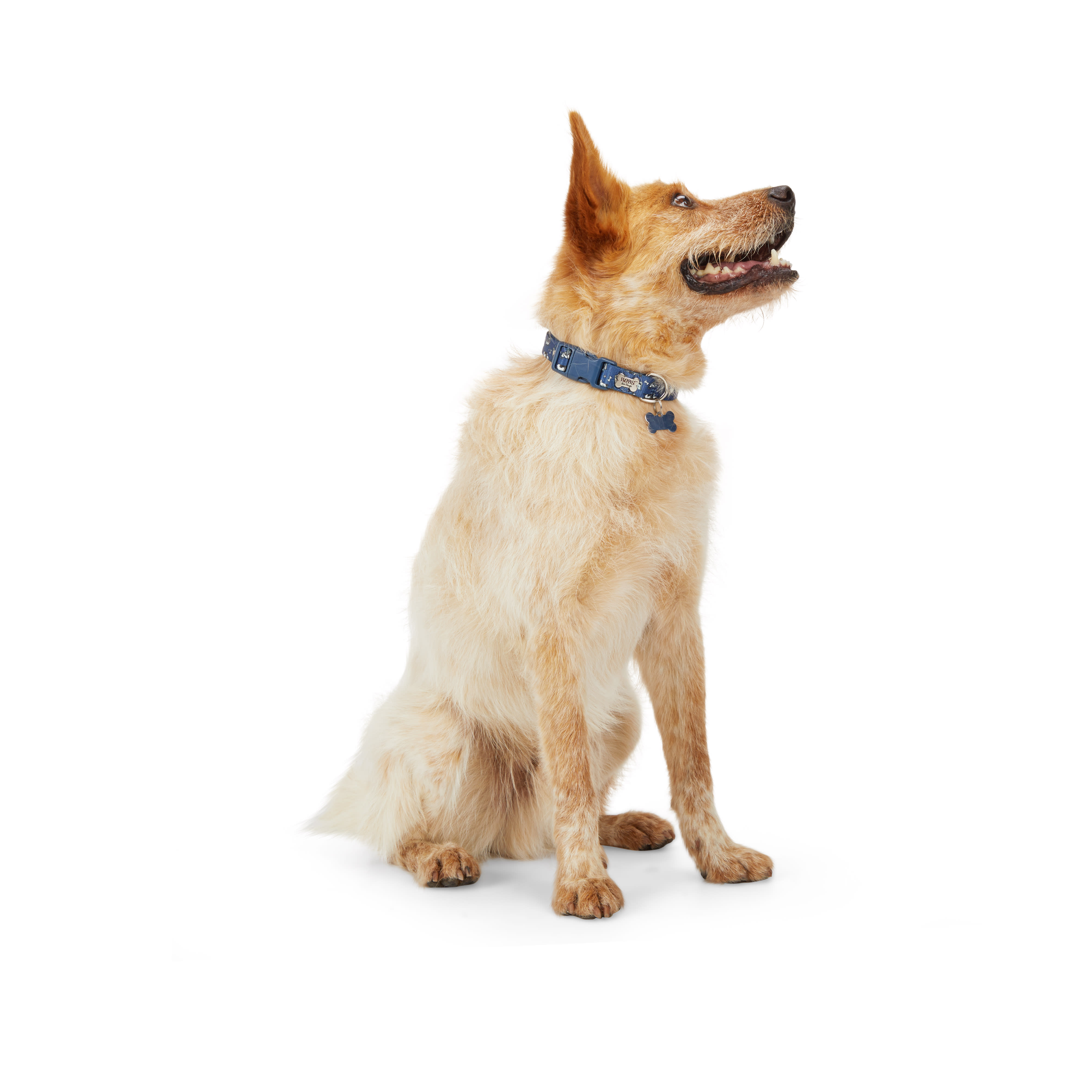 Youly Multiple Colors/Finishes Dog Collar, Small in the Pet Collars &  Harnesses department at