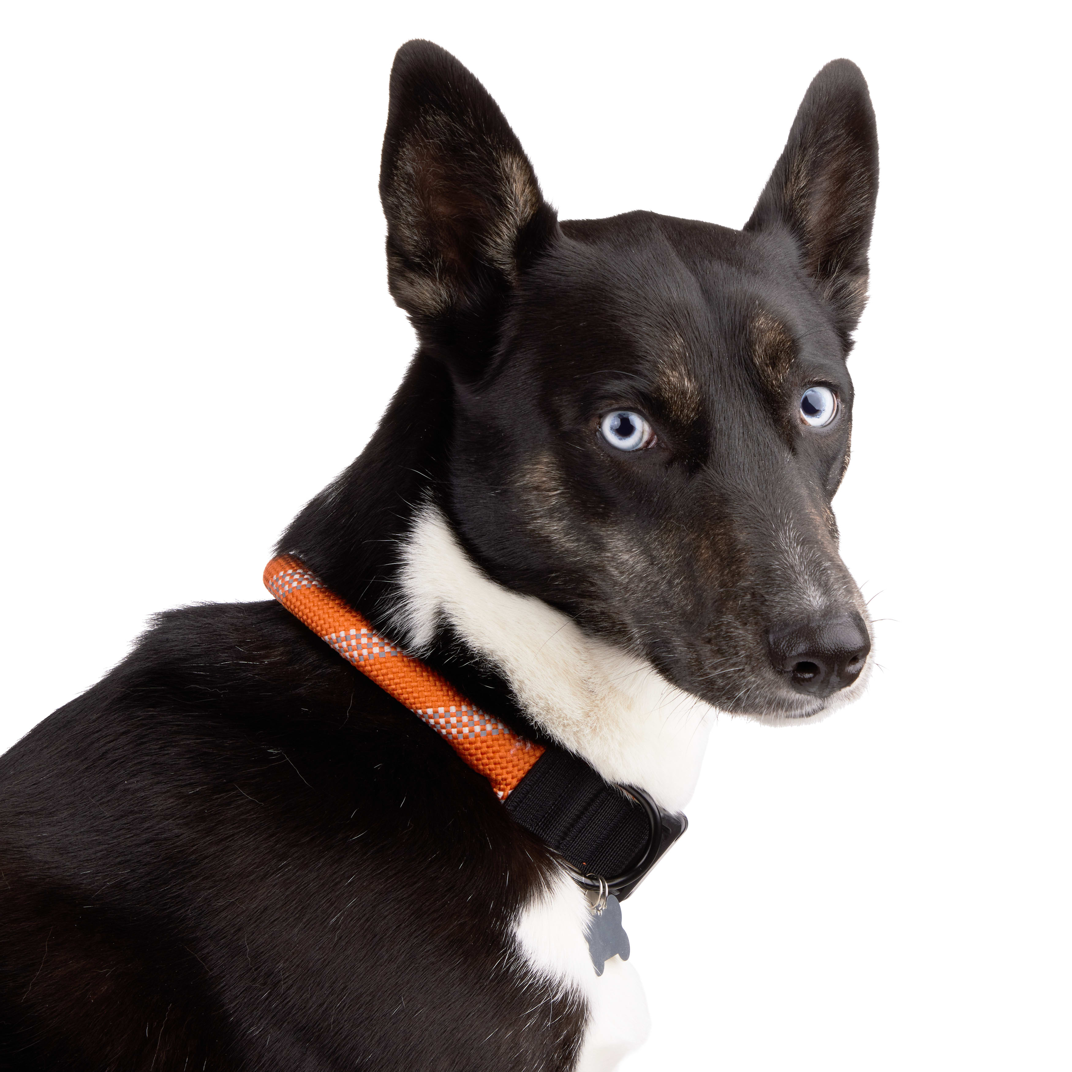 Backcountry x Petco Shock Absorbing Rope Dog Collar X Large XX Large