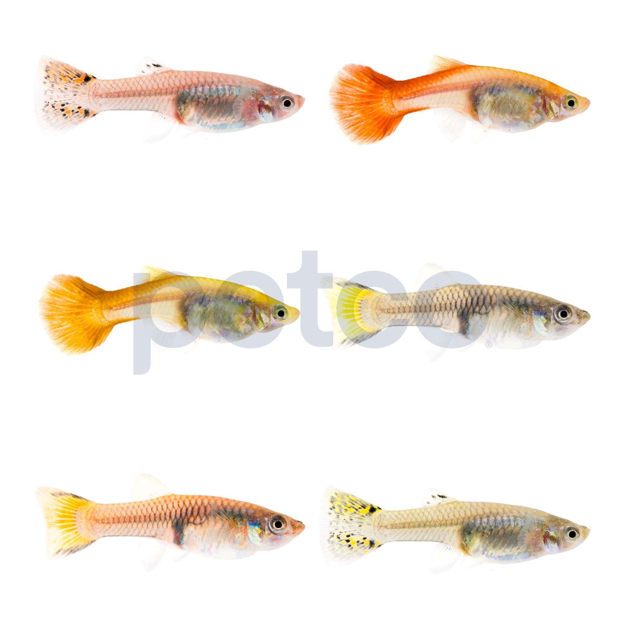 Assorted Fancy Female Guppys for Sale: Order Online Petco
