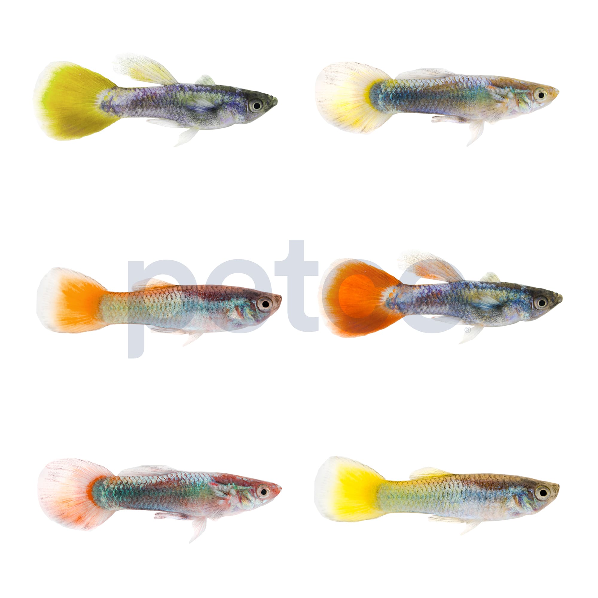 Male Assorted Fancy Guppy, Pack of 6