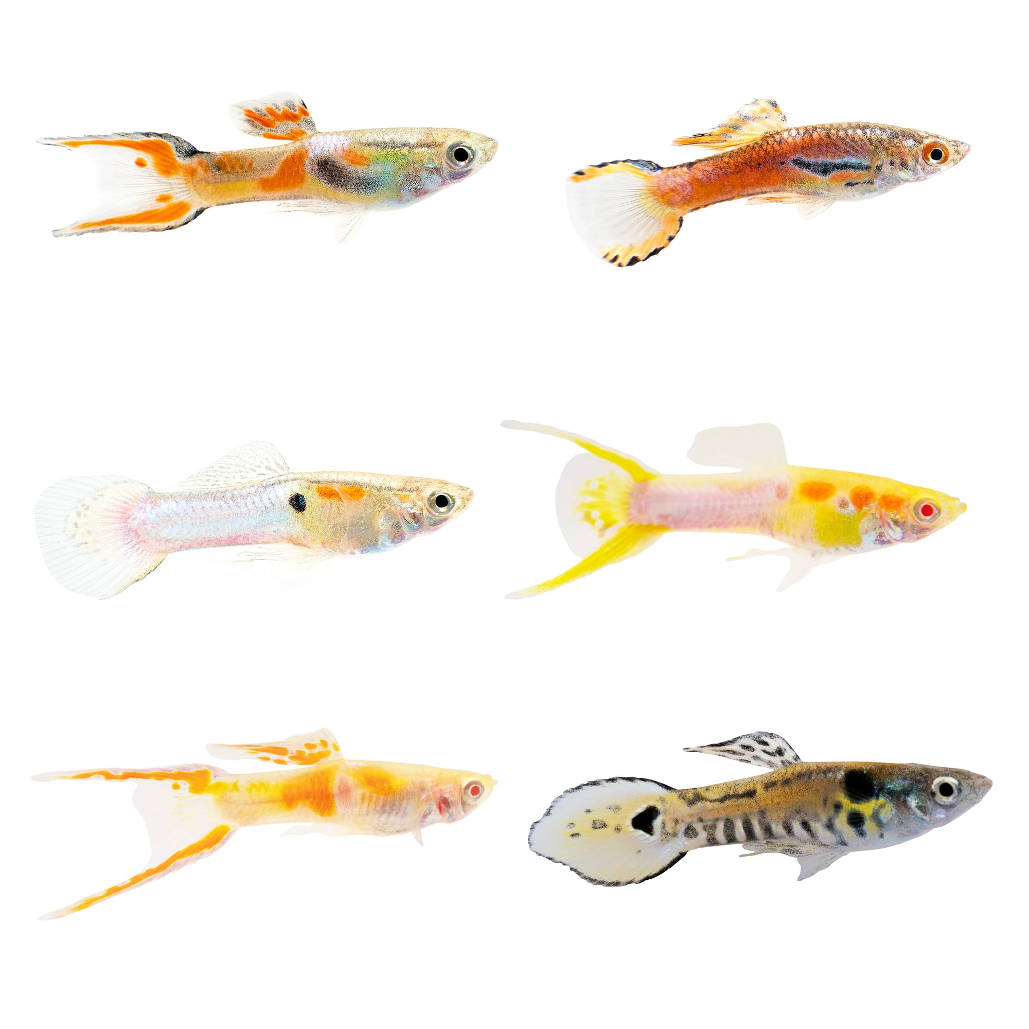 Types of guppies at 2024 petco