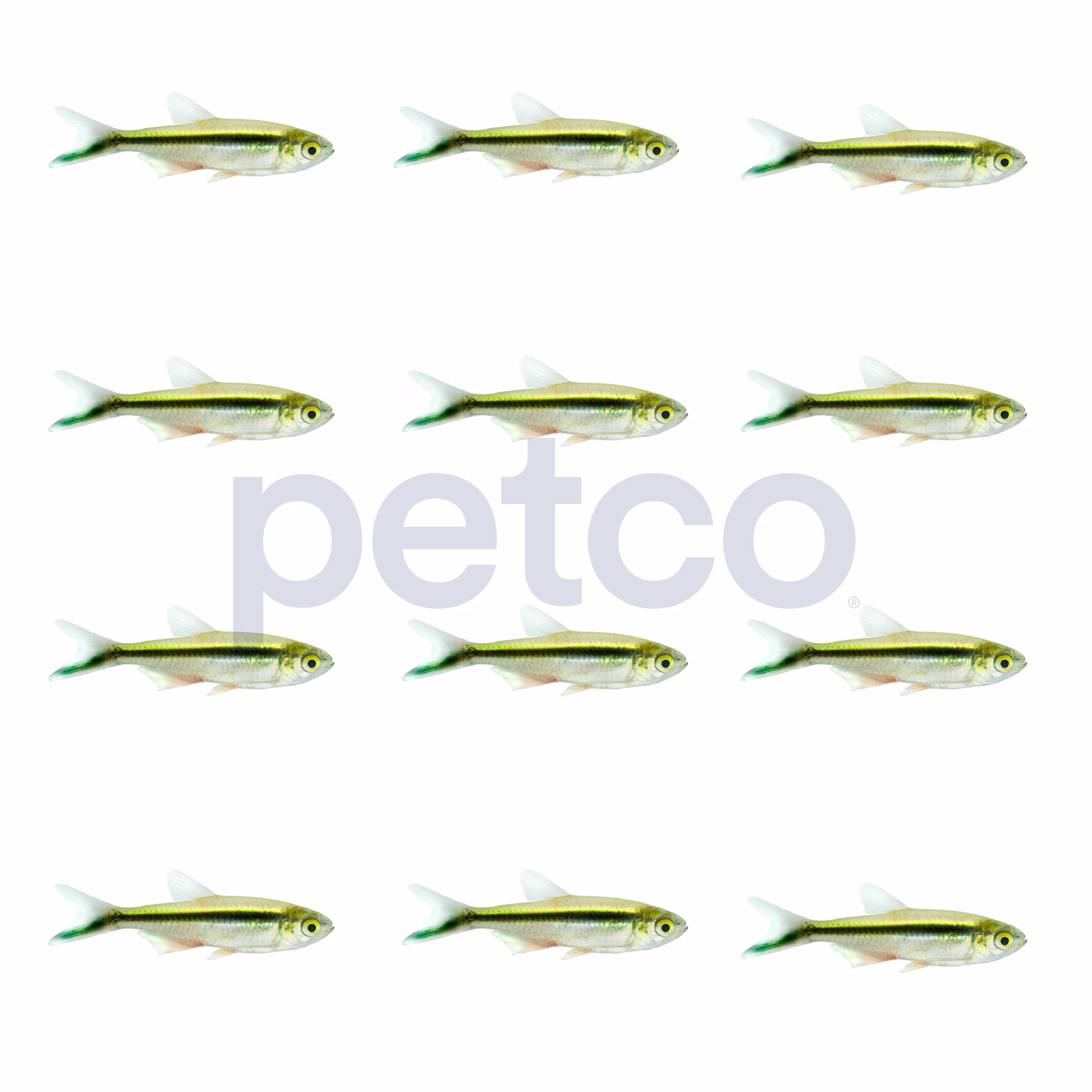 Penguin Tetra, Pack of 12