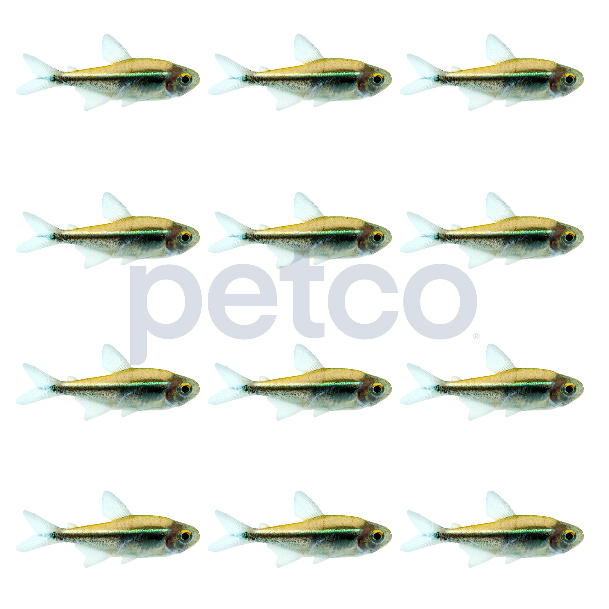 Black Neon Tetra, Pack of 12