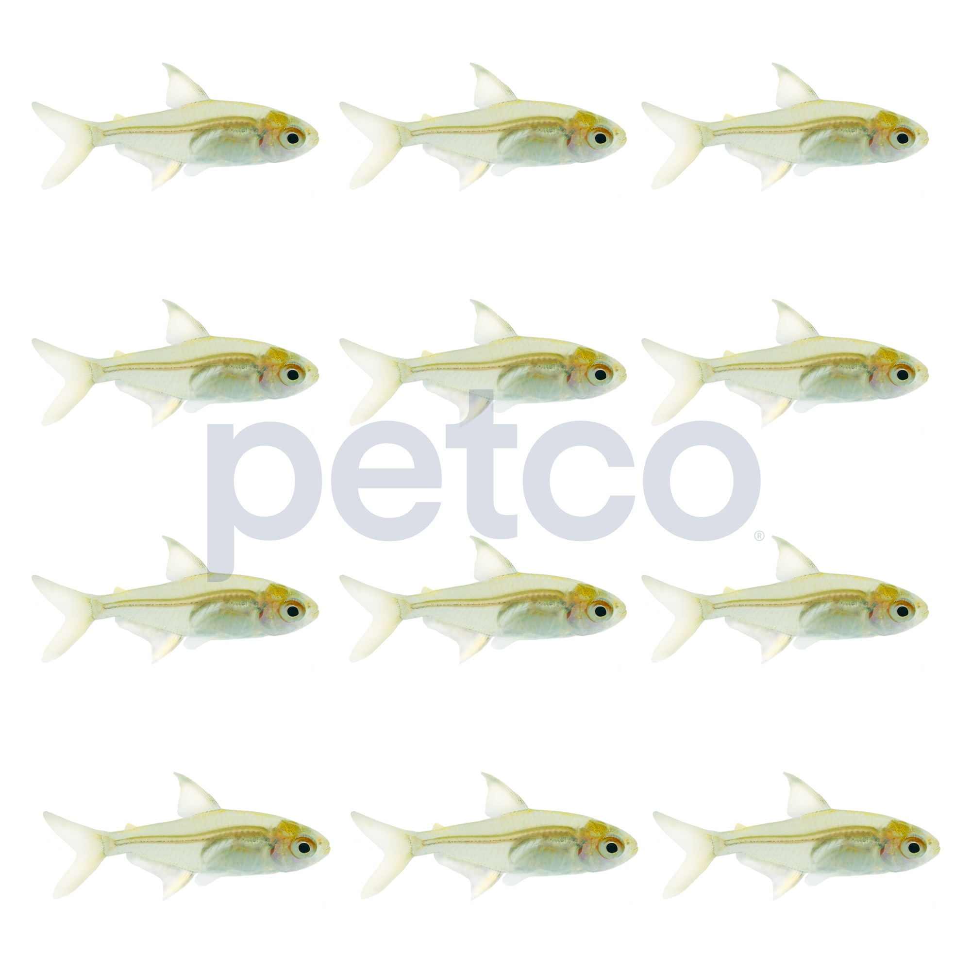 Lemon Tetra, Pack of 12