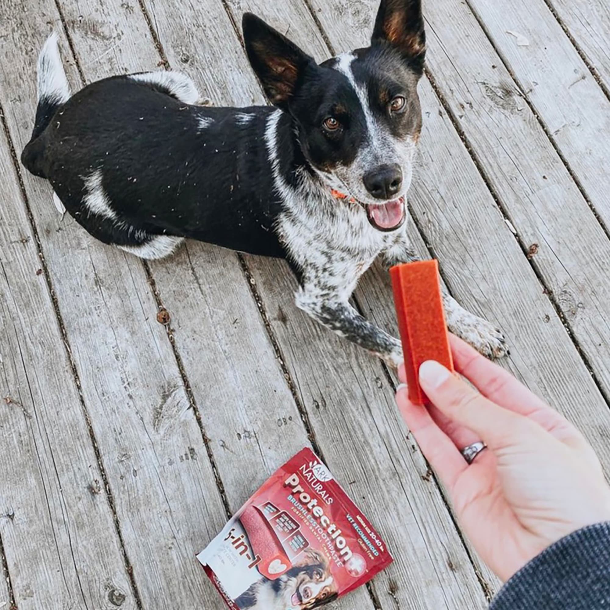 Dog toothpaste cheap petco