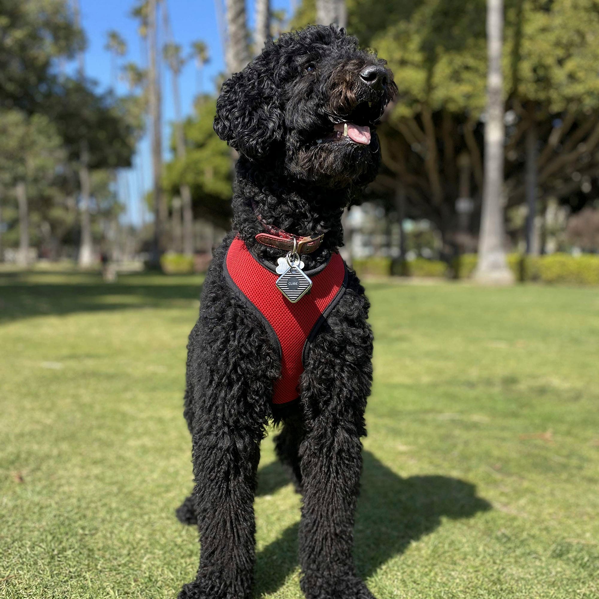 Cube Pro Pet Item Bluetooth Tracker with Alarm from Petco
