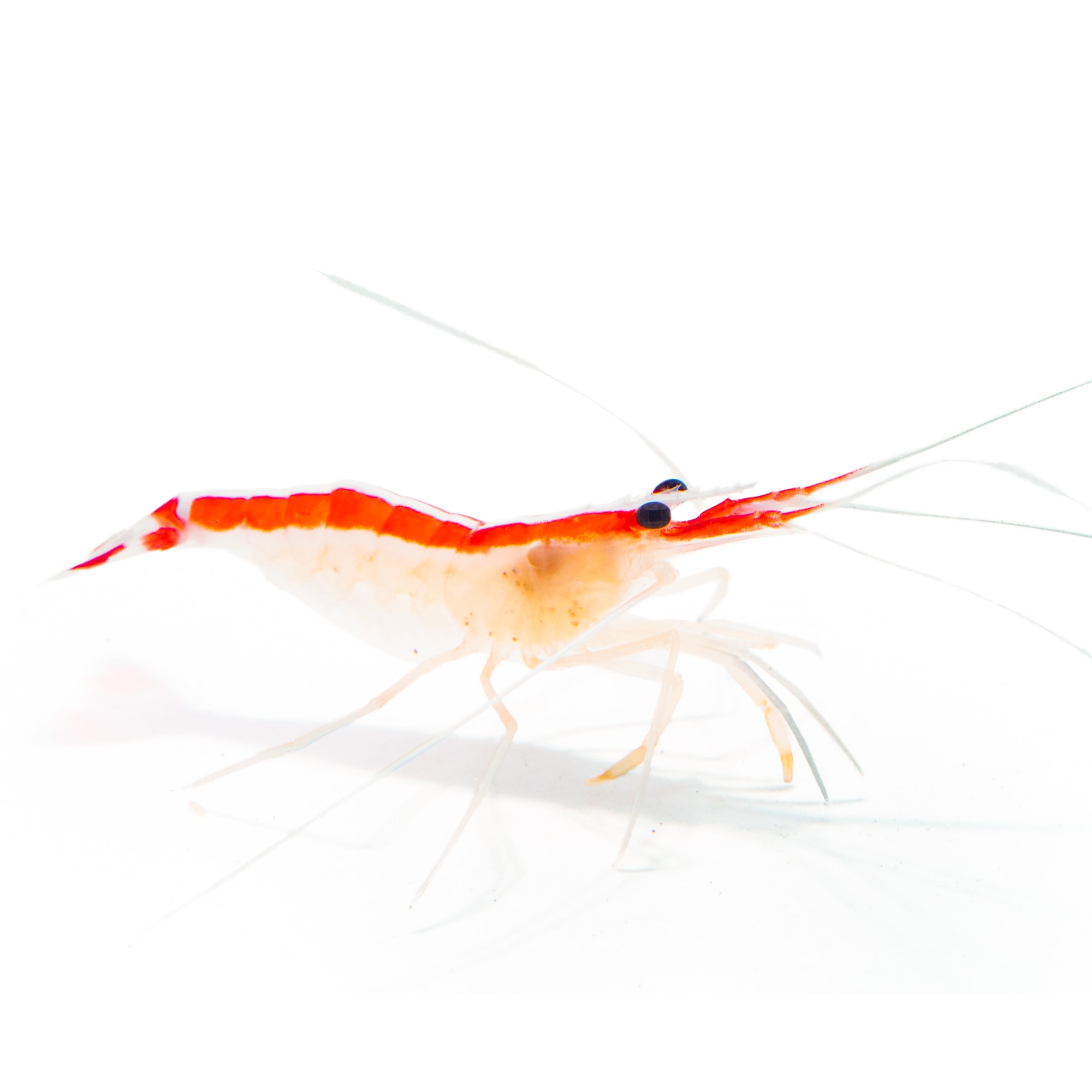 Skunk Cleaner Shrimp For Sale Medium Petco